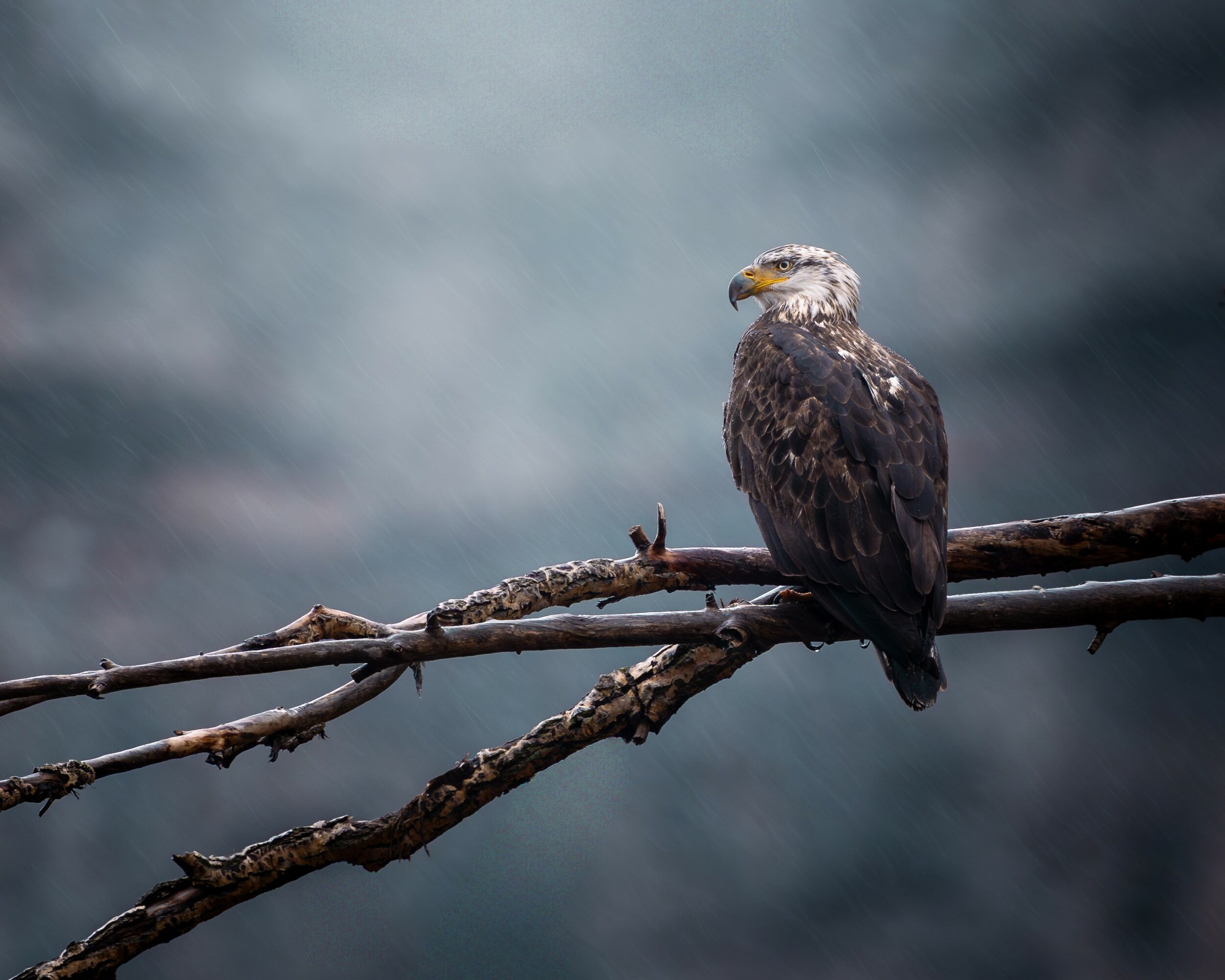 Bird perched on a branch with a blurred background.
