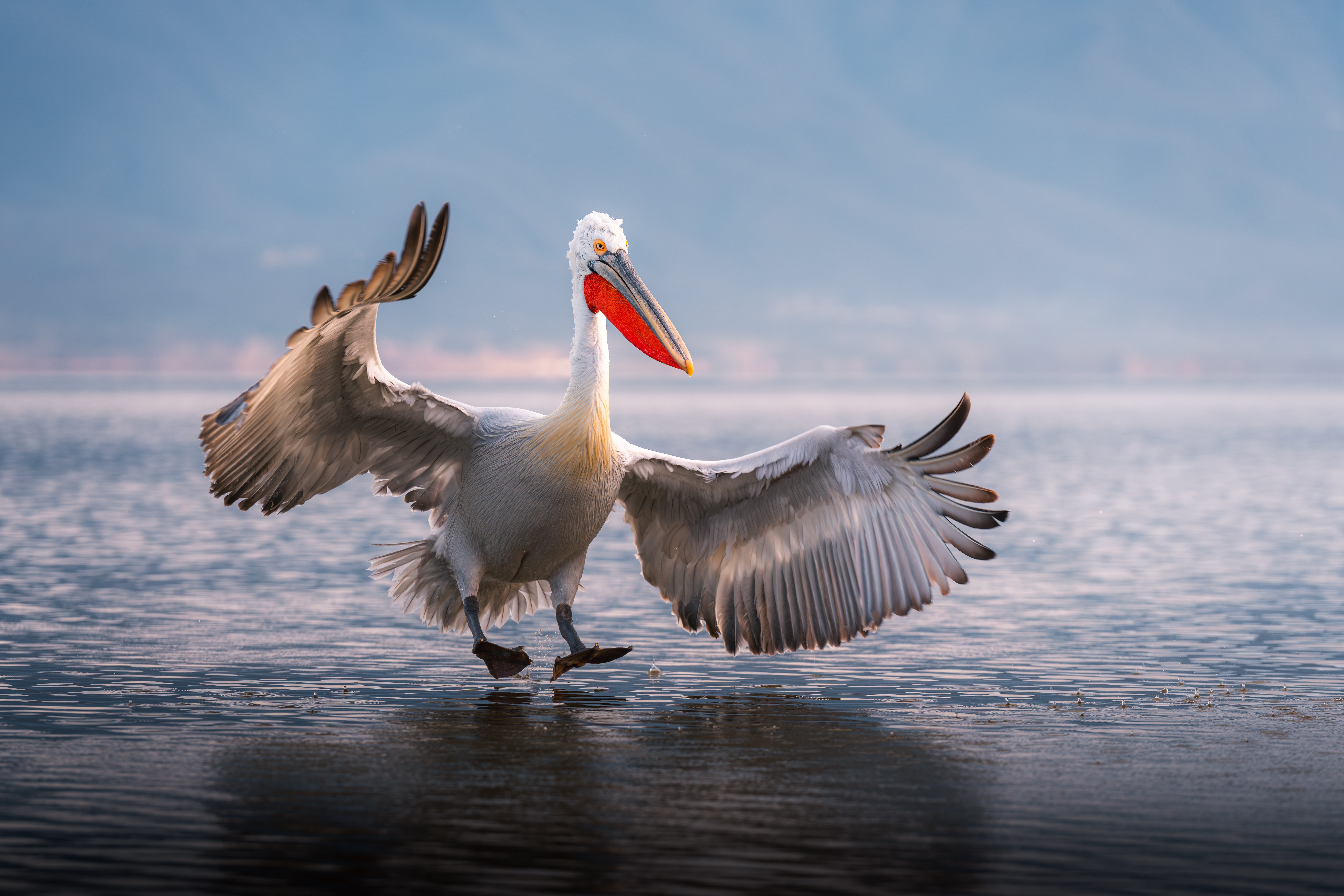 Pelican standing in water with wings spread wide, background of water and sky, misty horizon.