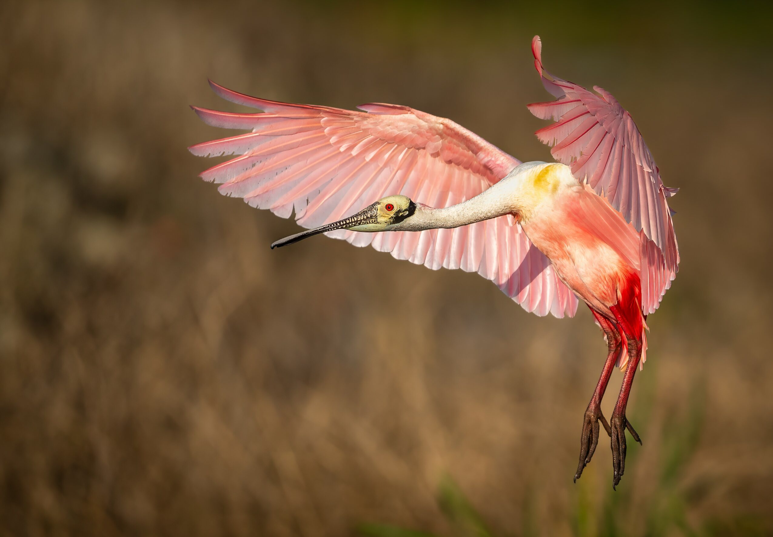 Pink flamingo with wings spread flying over a blurred natural background.