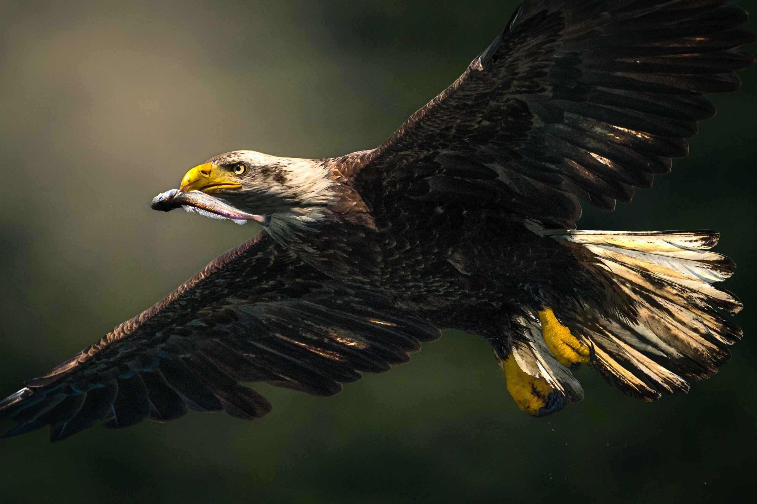 Bald eagle in flight holding a fish in its beak, with wings spread wide.
