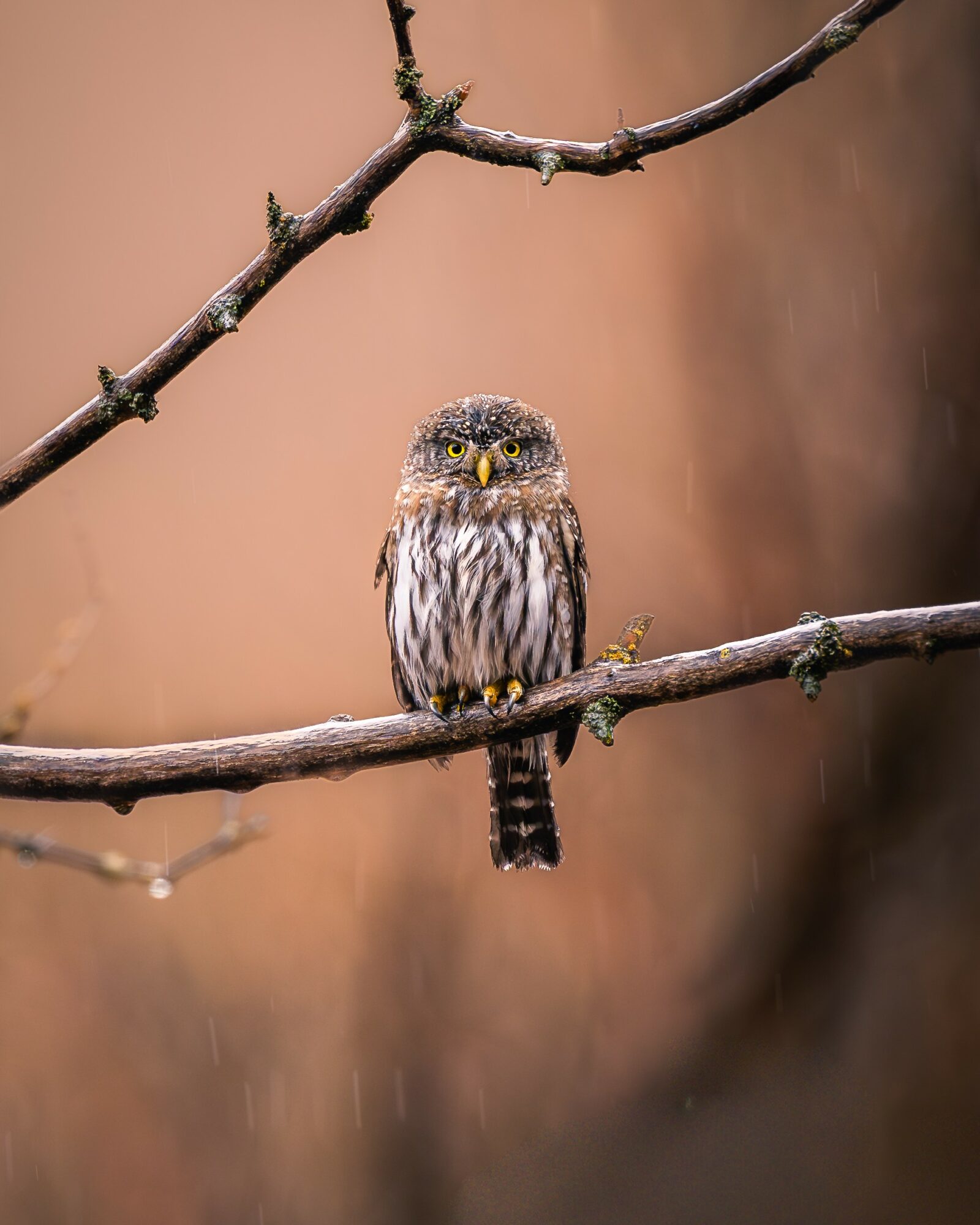 Small owl perched on a thin branch with a blurred brown background.