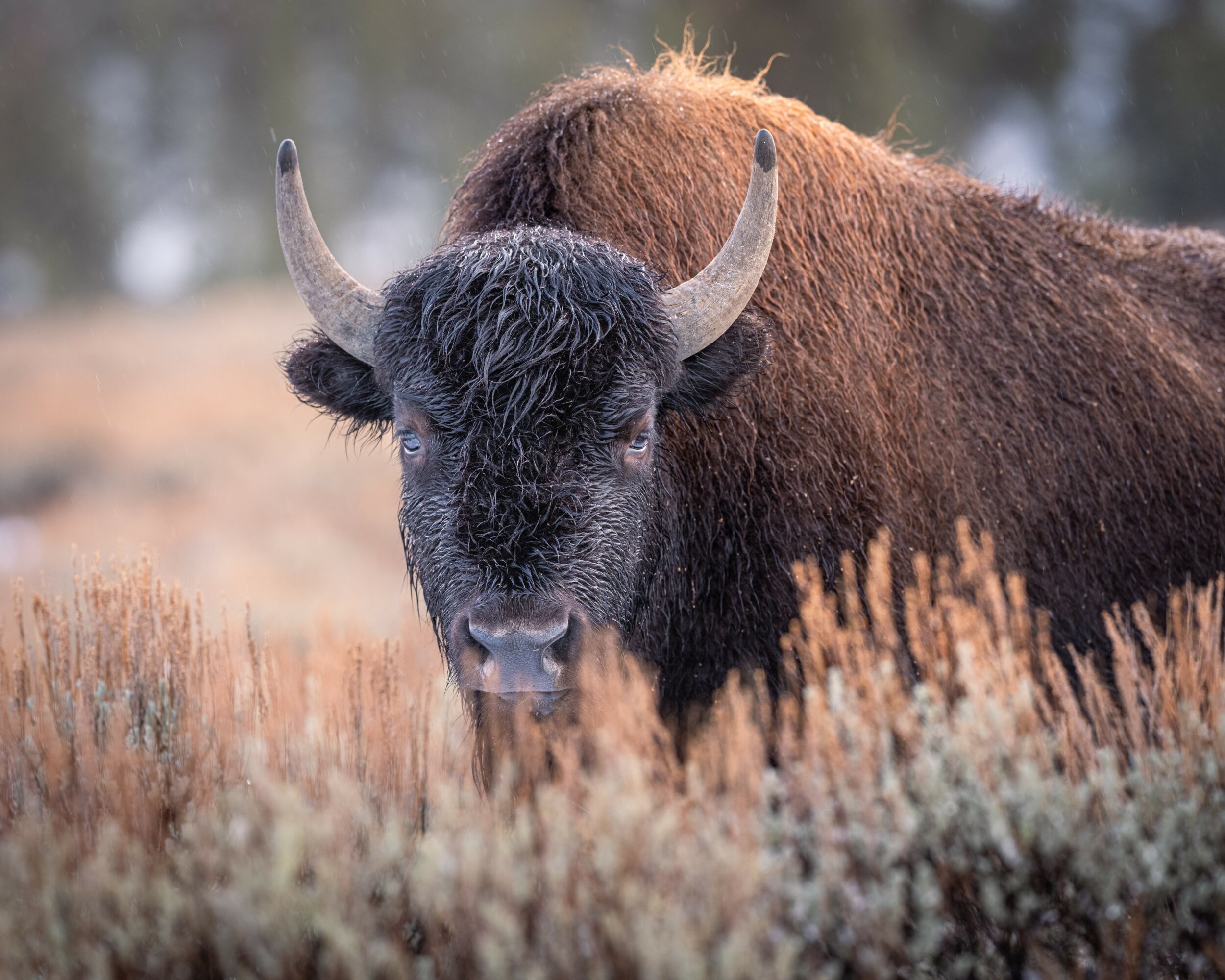 Bison grazing in a field with tall grass and blurred background.