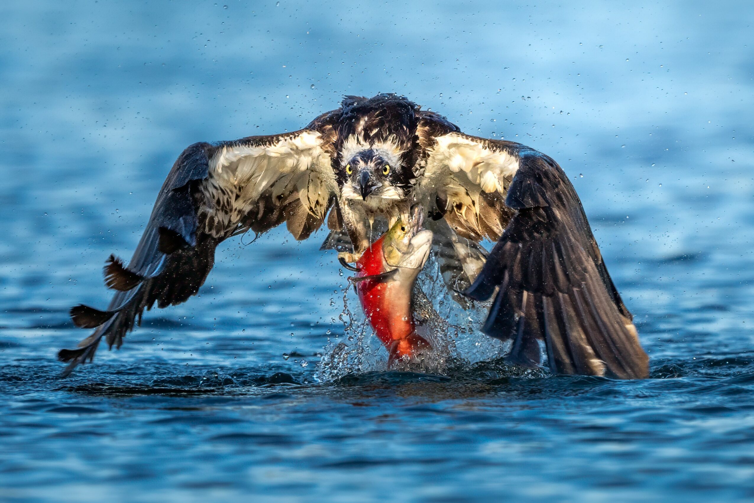 Osprey catching a fish from water with wings spread wide and water splashing.