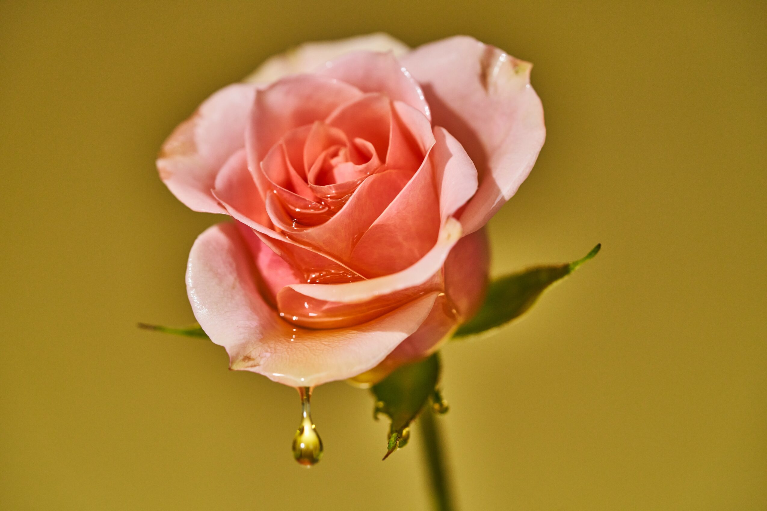 Pink rose with dewdrops on petals and green leaves against a blurred yellow background.