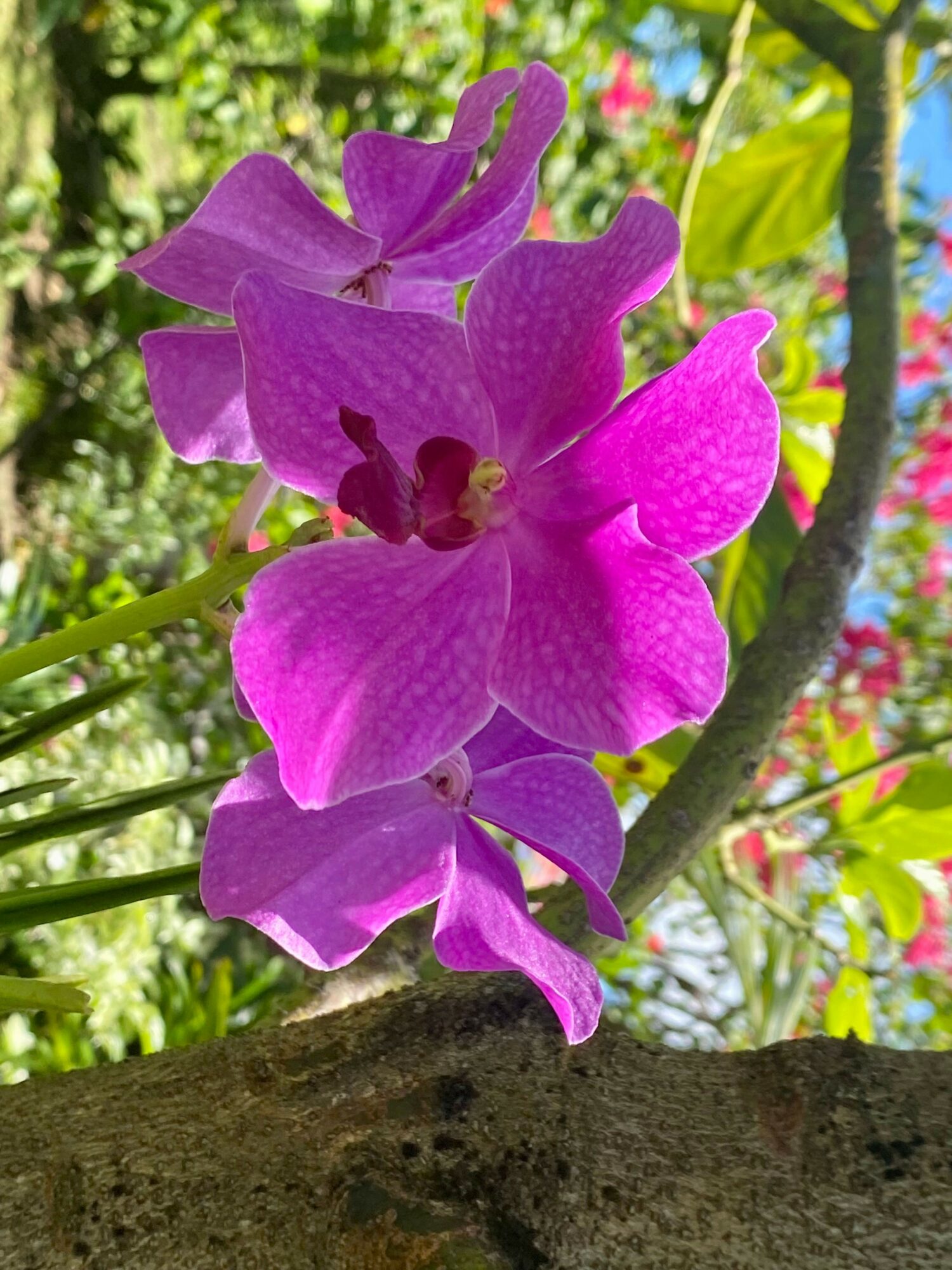 Close-up of vibrant purple orchids with green foliage and tree branches in background.