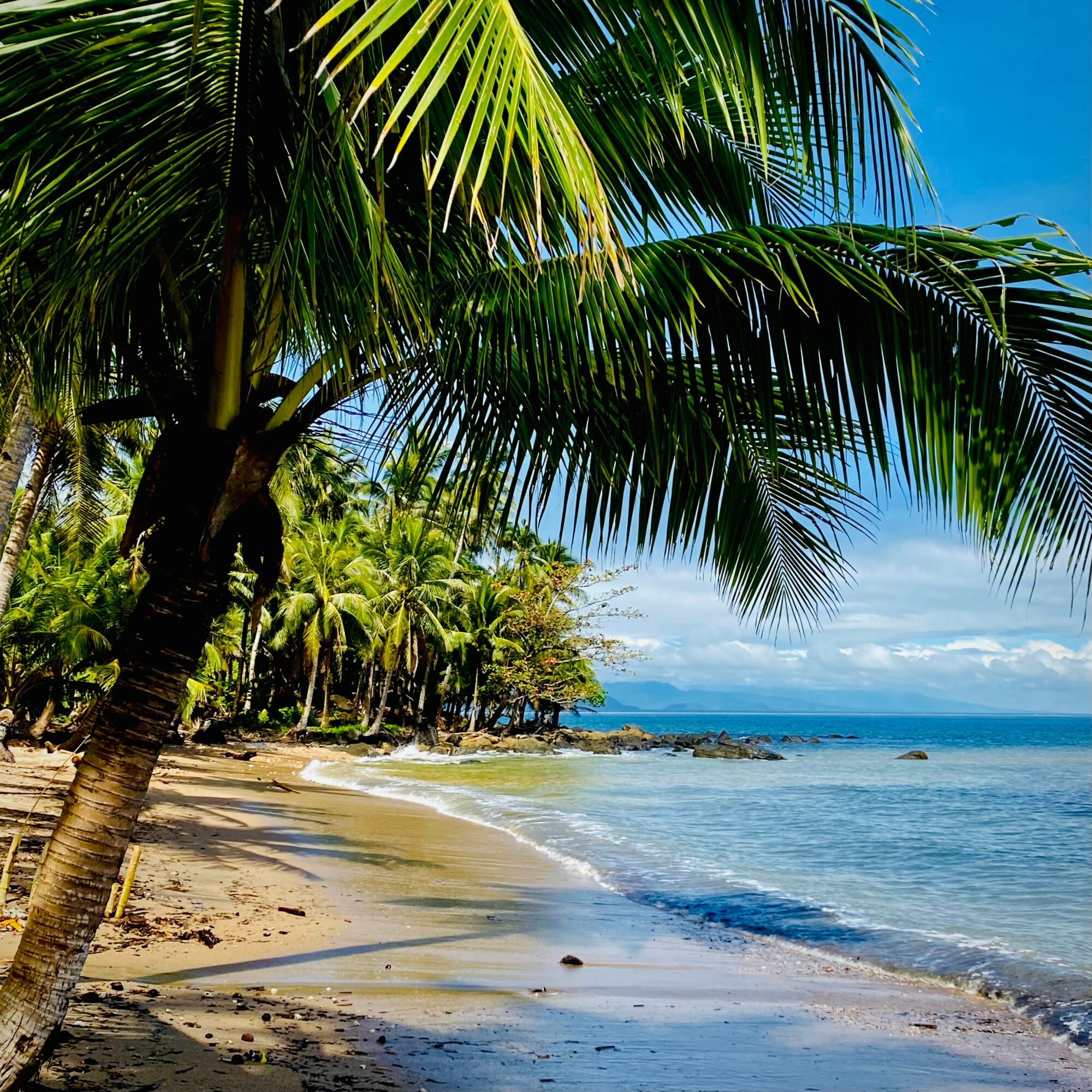 Tropical beach with palm trees, sandy shore, and blue ocean under a partly cloudy sky.