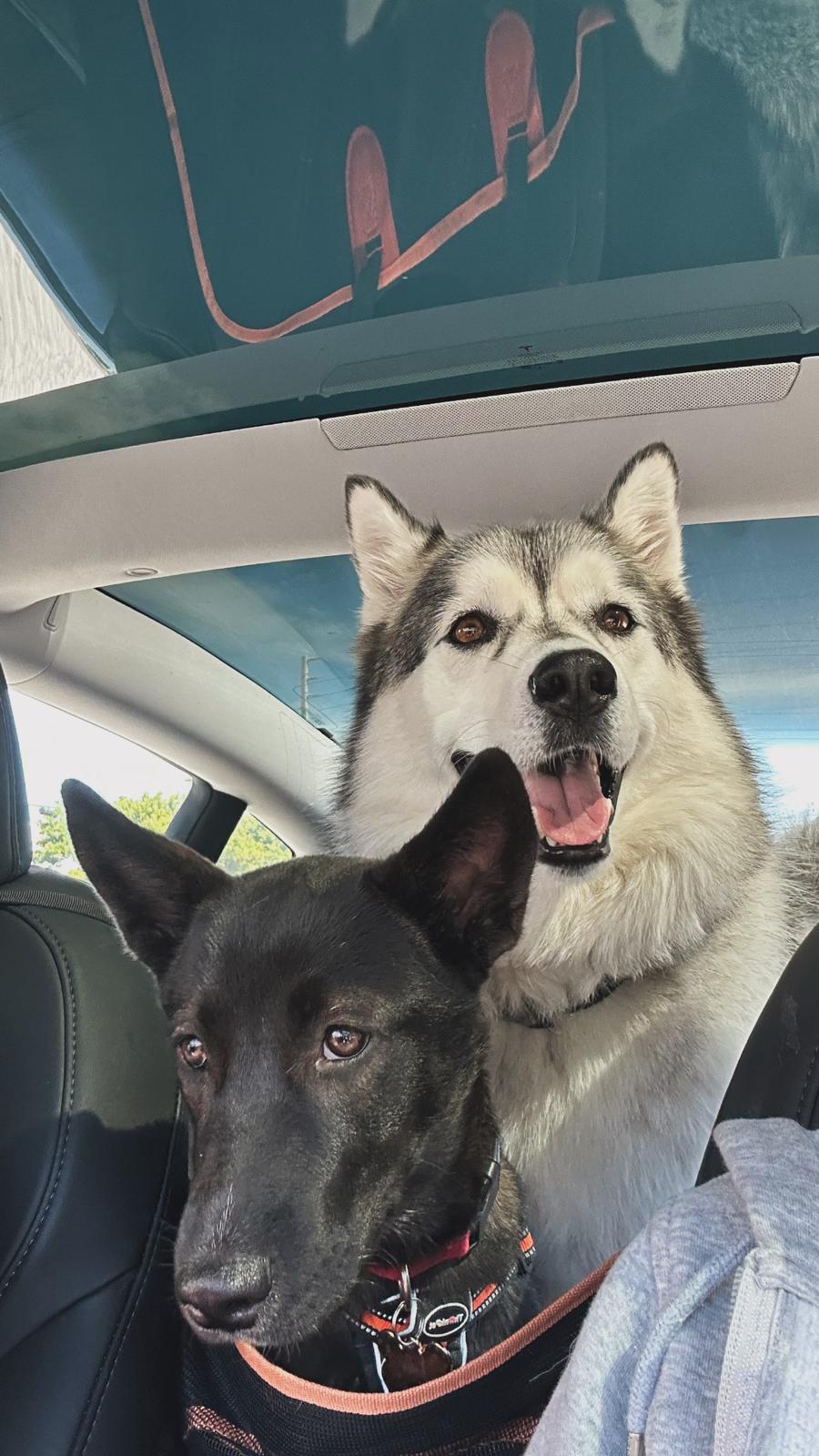 Two dogs sitting in a car, one with black fur and the other with white and gray fur, looking at the camera.