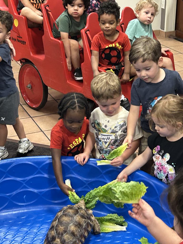 Children gather around a blue water table with lettuce and a turtle inside, some reaching for the lettuce.
