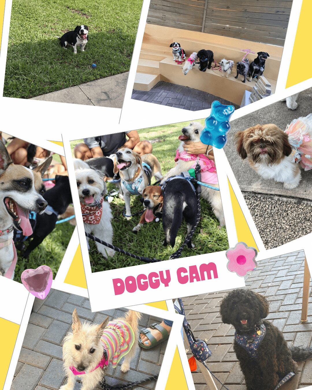 Collage of various dogs outdoors and indoors, some on grass, others on furniture or pavement, with playful and happy expressions.