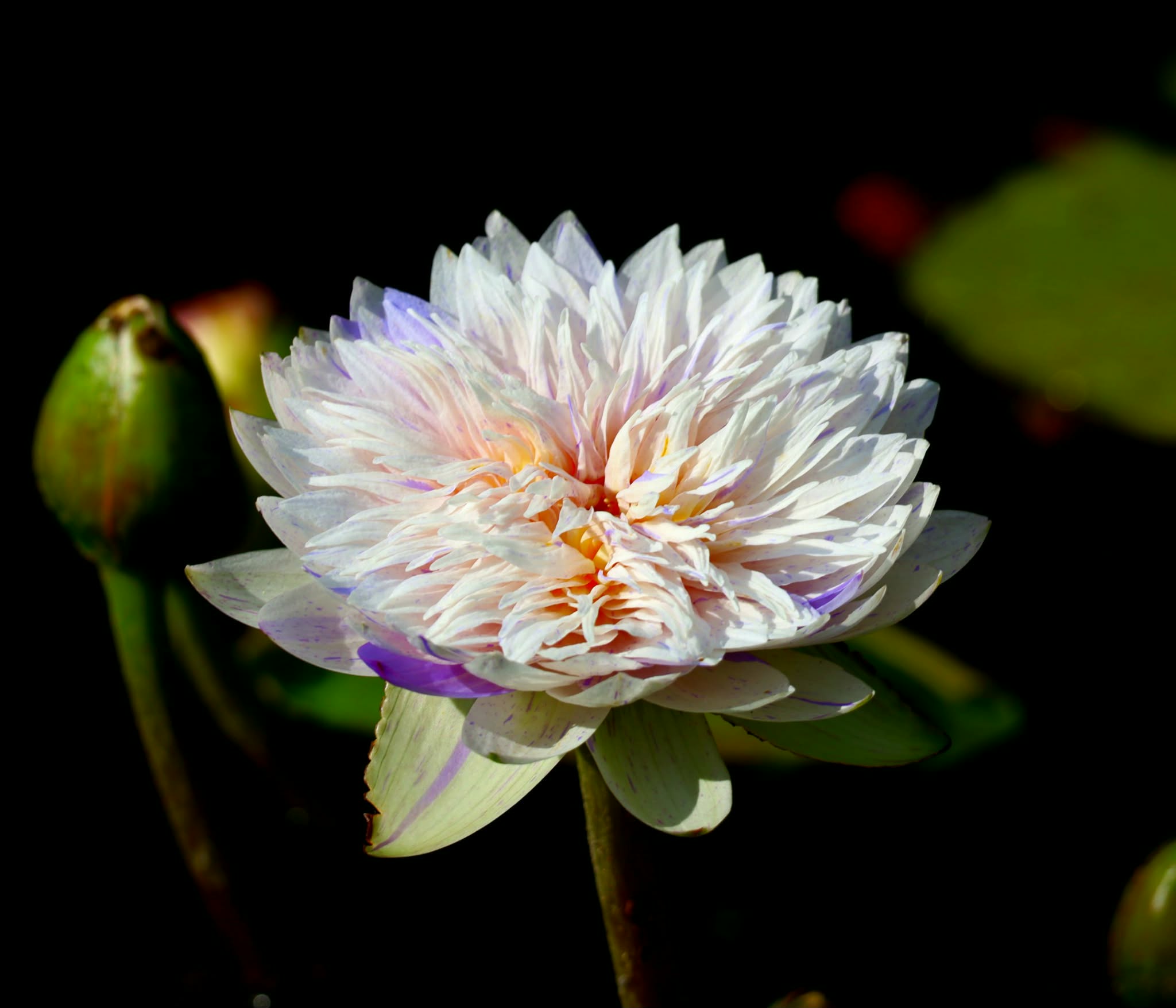White and pink water lily flower with green leaves and buds on dark background.