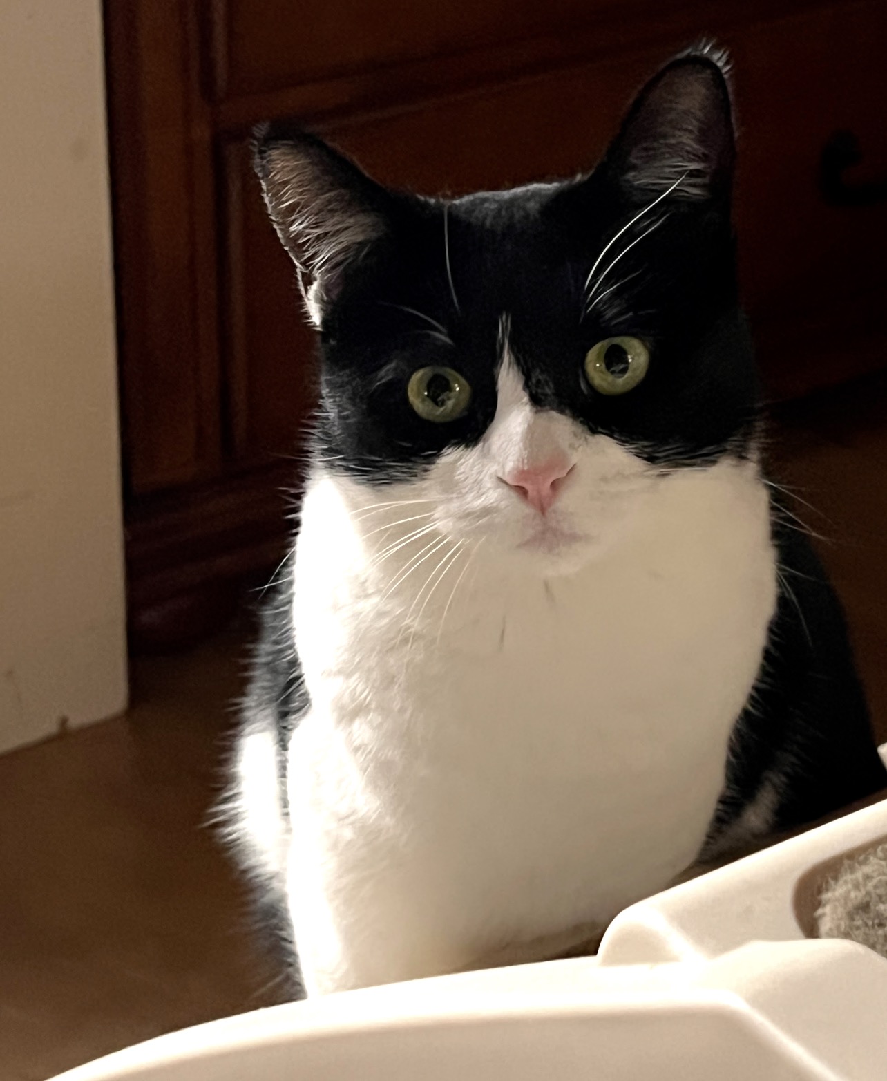 Black and white cat with yellow eyes sitting indoors, facing forward.