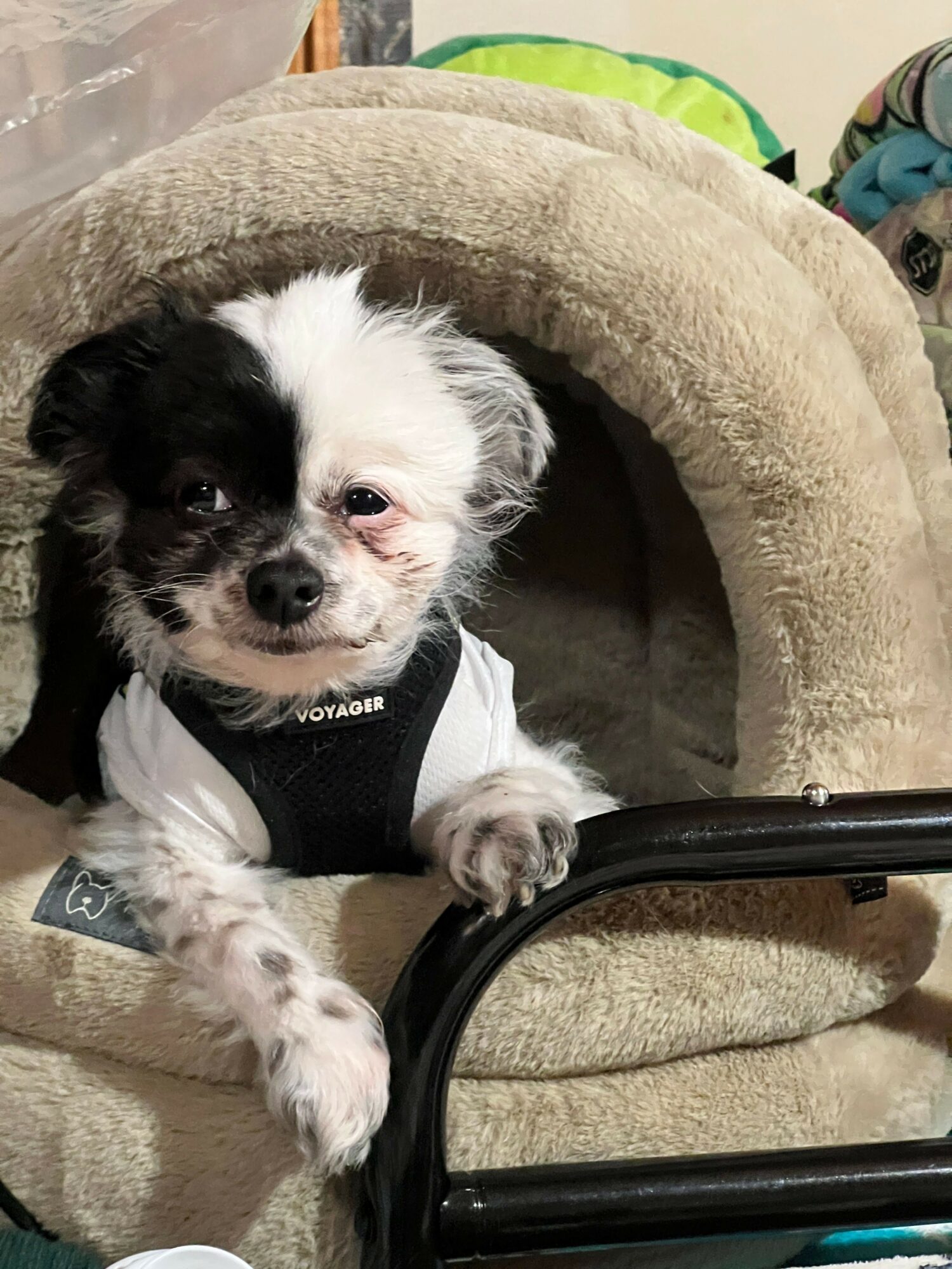 Small black and white puppy with one eye closed, resting on a beige cushioned surface, wearing a harness.