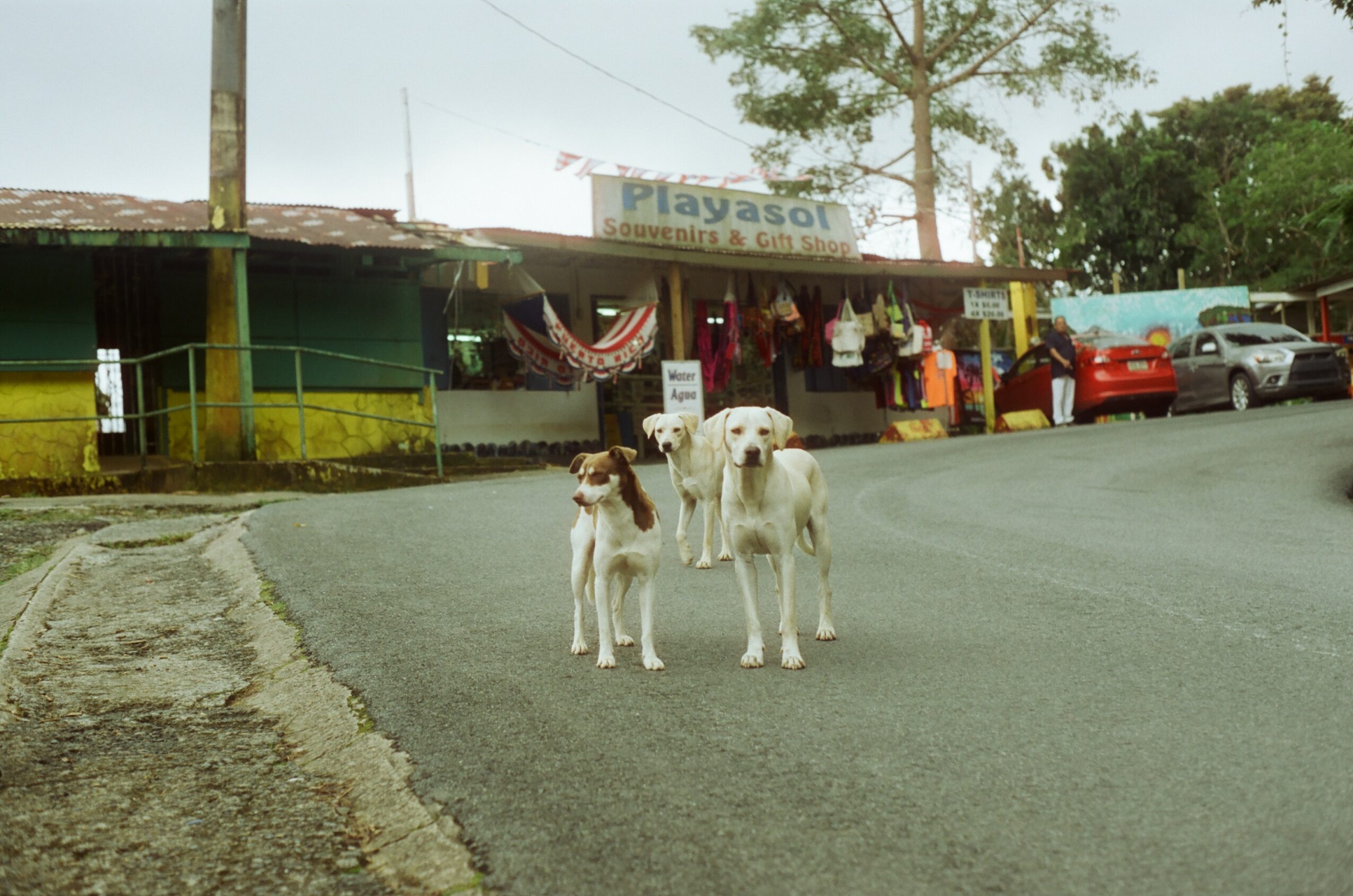 Two dogs standing on a street in front of a shop with hanging clothes and parked cars.