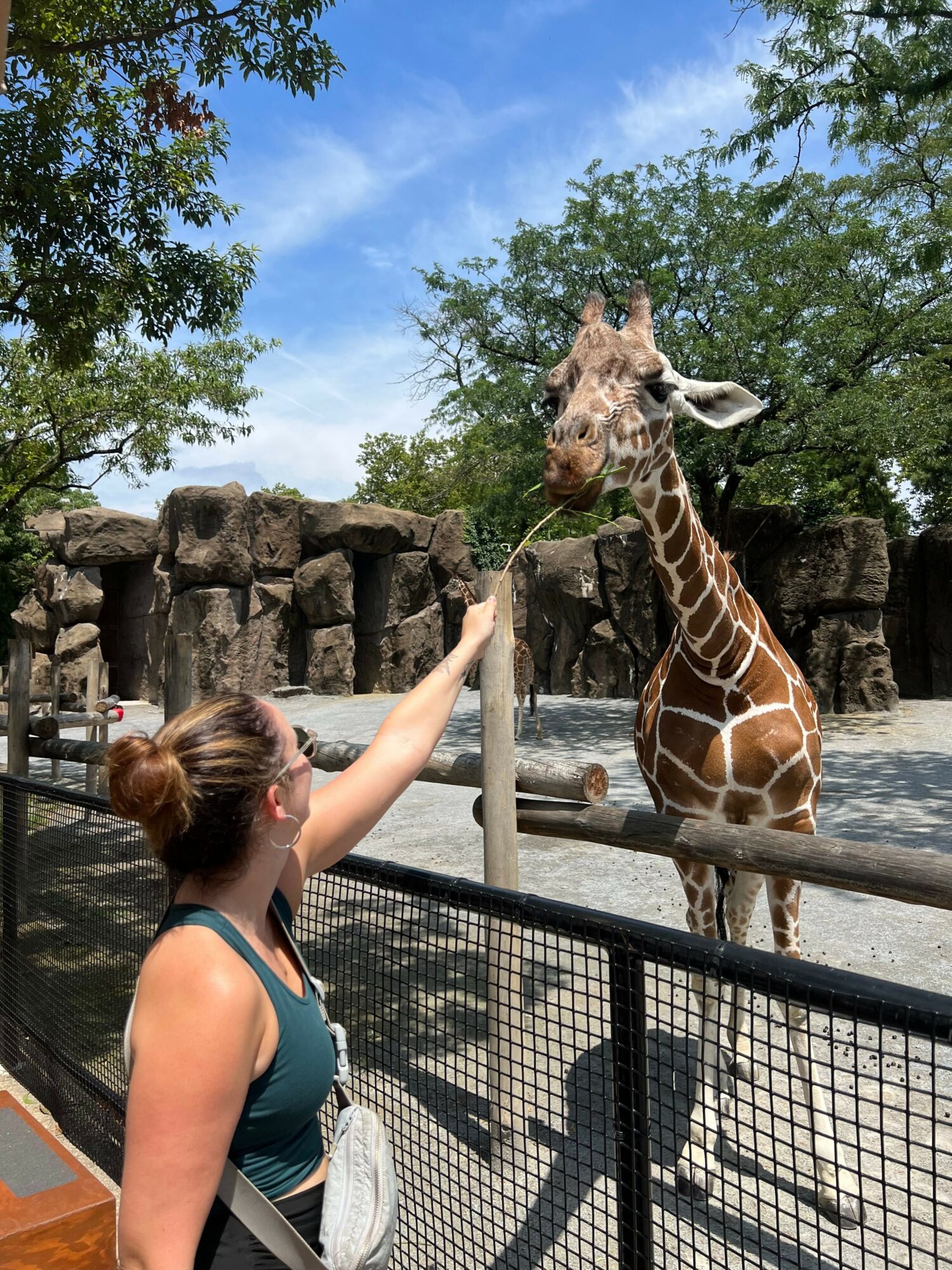Person reaching out to a giraffe at zoo, with trees and rocks in background.