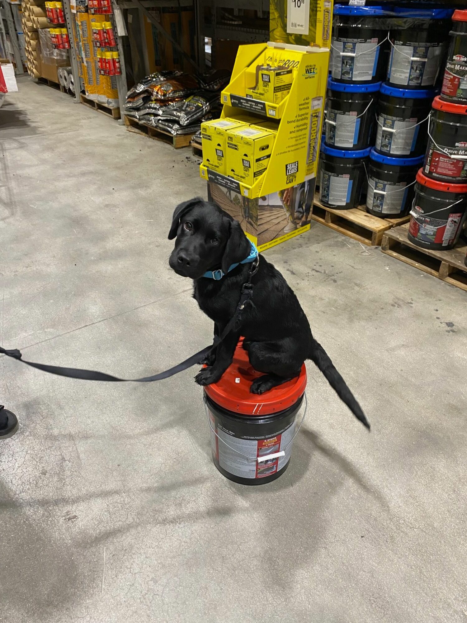 Black puppy sitting on a red lid atop a gray bucket in a store aisle, surrounded by shelves of products.