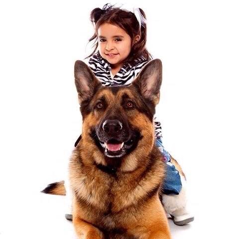 Young girl with pigtails smiling behind a large German Shepherd dog, both facing forward.