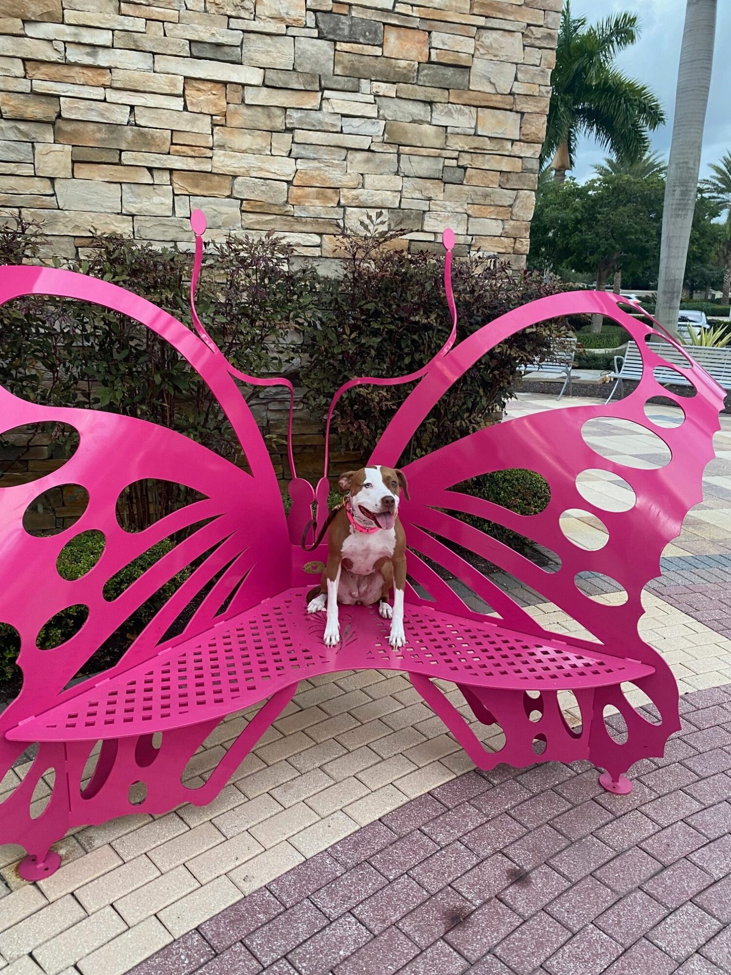 Pink butterfly-shaped bench with a dog sitting on it, outdoors near a stone wall and trees.