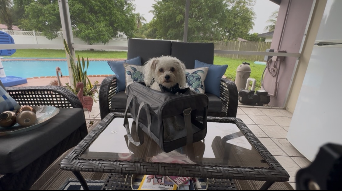 Dog sitting on a table indoors with a screened porch and outdoor pool visible through windows.