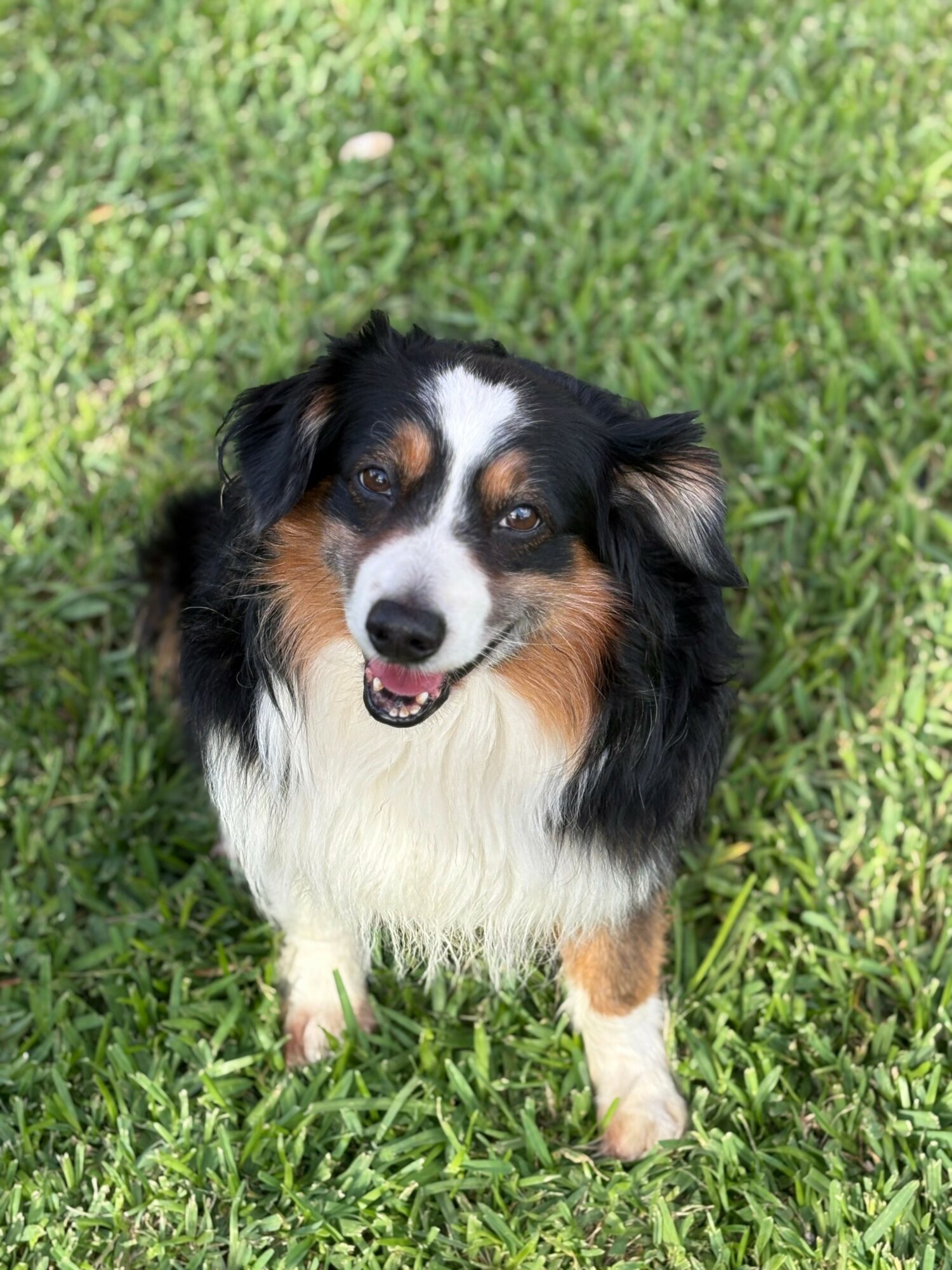 Dog with black, white, and brown fur sitting on green grass, looking up with mouth open.