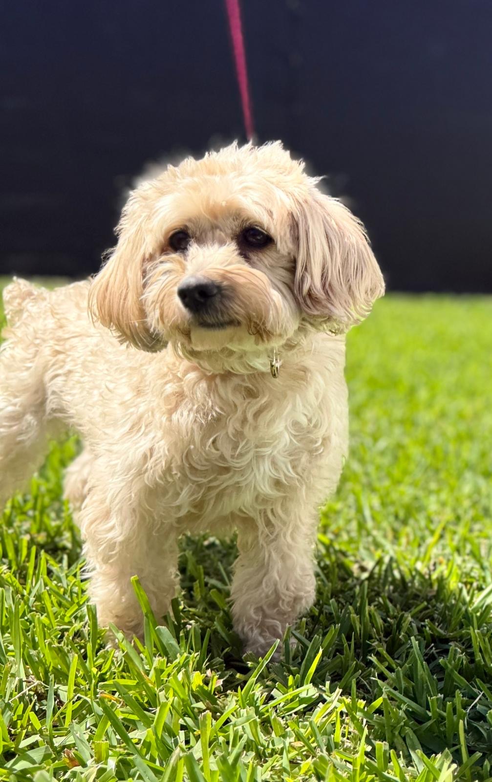Small curly-haired dog standing on green grass, looking at the camera with a leash attached.
