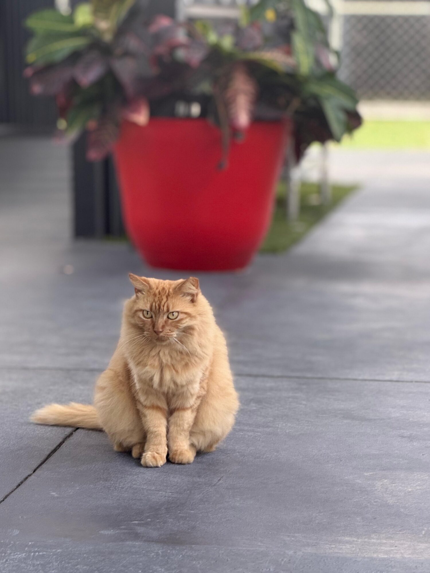 Orange tabby cat sitting on a concrete surface outdoors with a large red planter and green plants in the background.