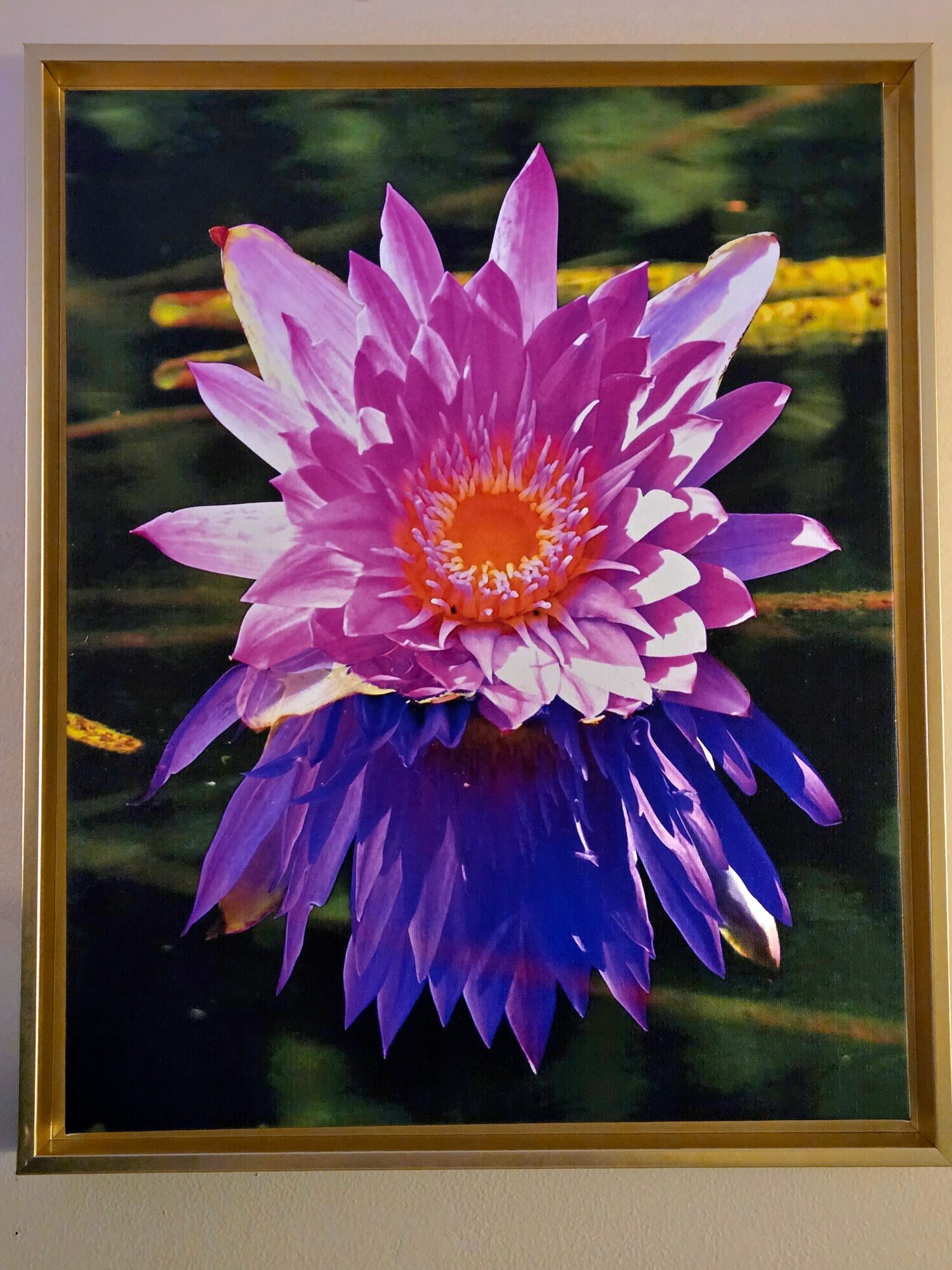 Colorful flower with pink, purple, and orange petals reflected in water, framed in a gold frame.