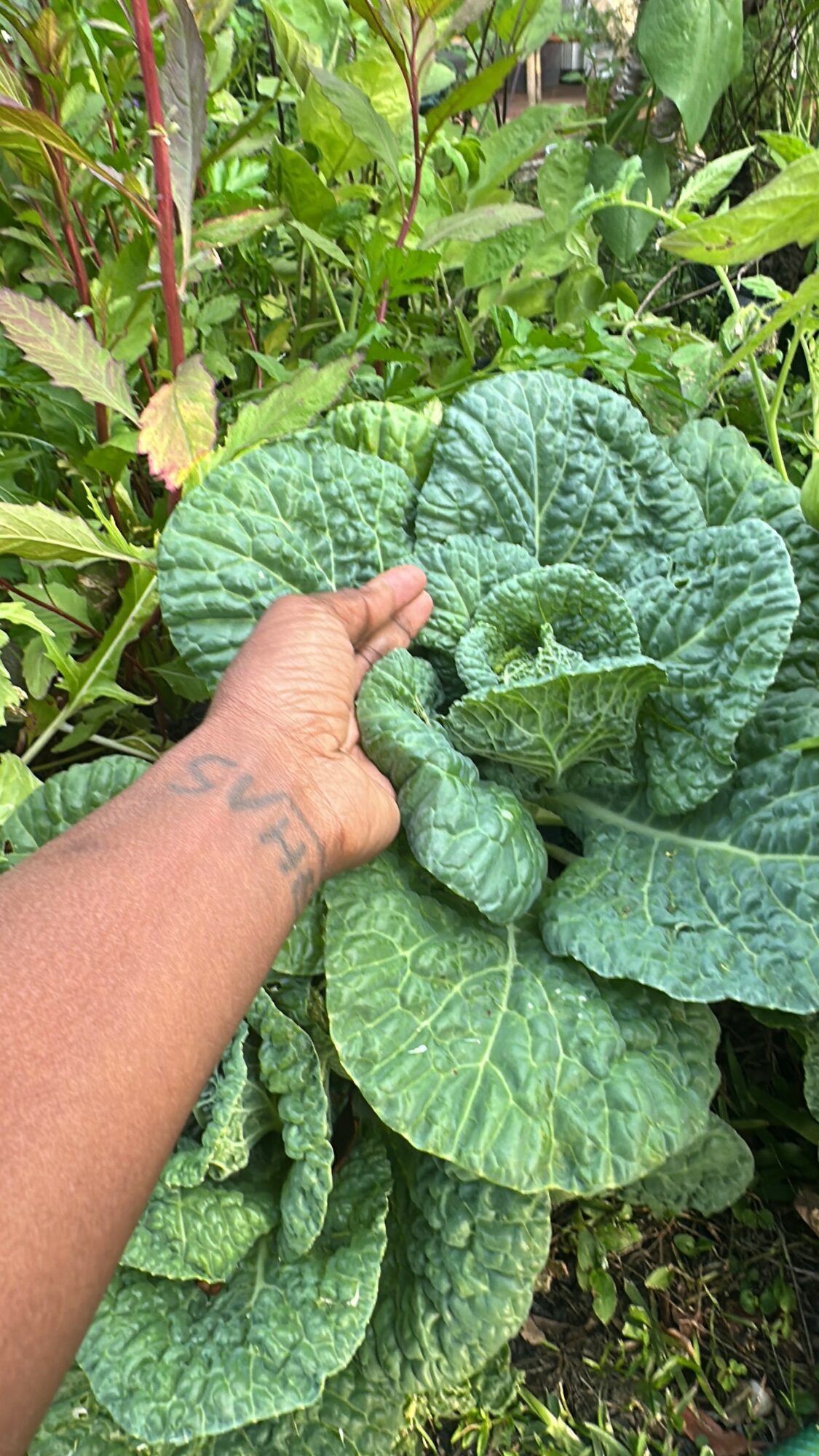 Person's hand holding large green leafy plant in garden, surrounded by other plants and foliage.