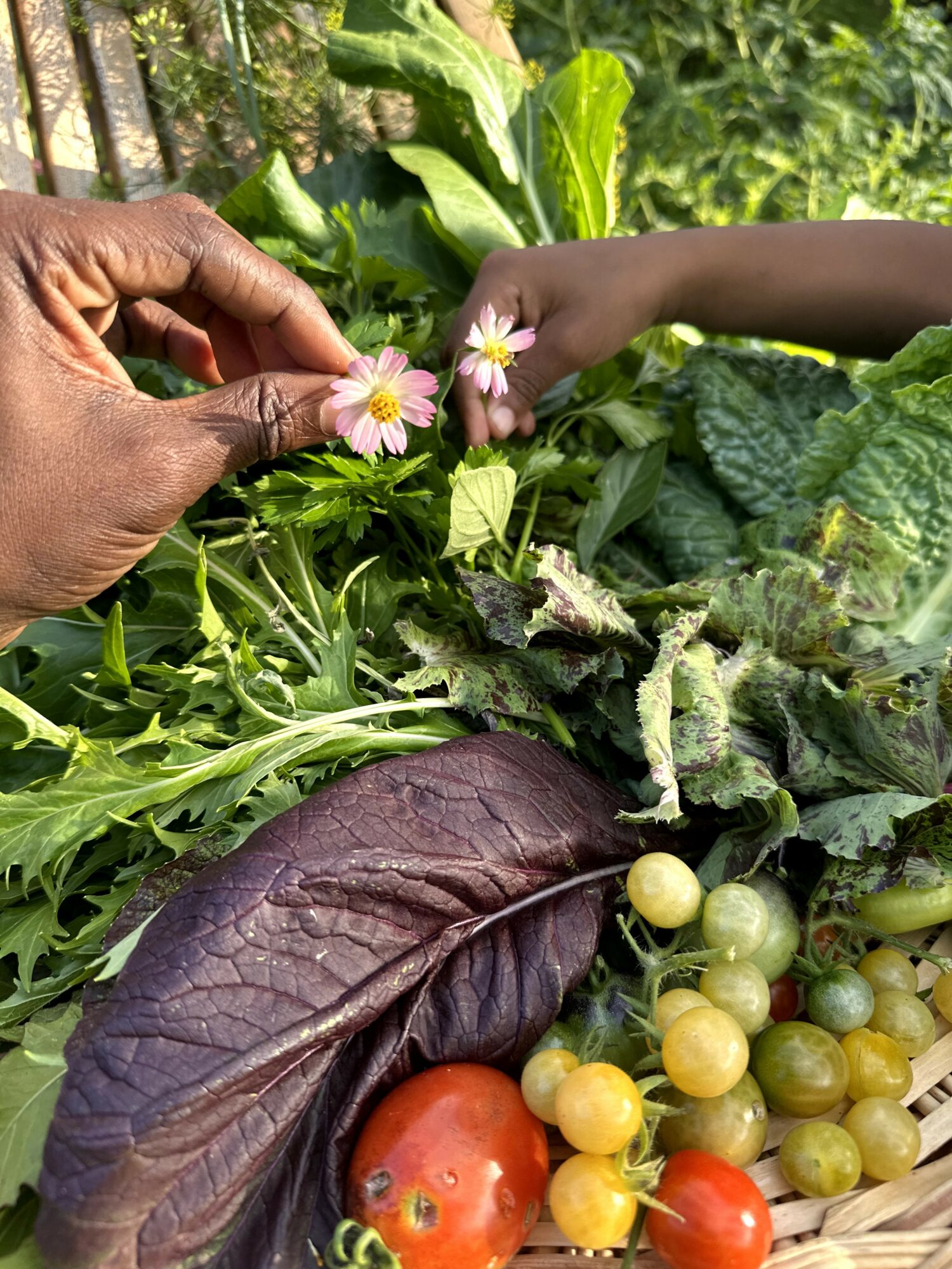 Two hands, one adult and one child, hold small pink and white flowers in a garden with green leaves and grapes.