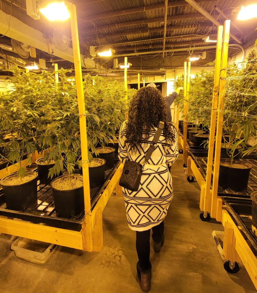 Person with curly hair wearing a patterned dress and carrying a small bag walks through a cannabis plant nursery with yellow support structures, potted plants, and overhead lighting.