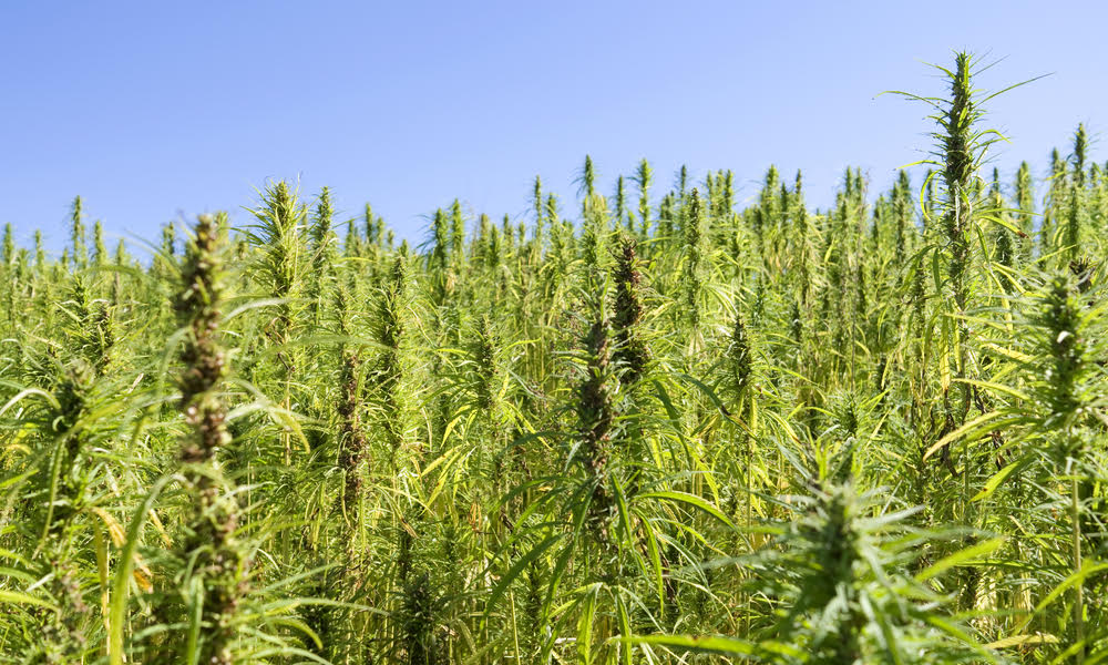 Tall green plants grow densely under a clear blue sky.