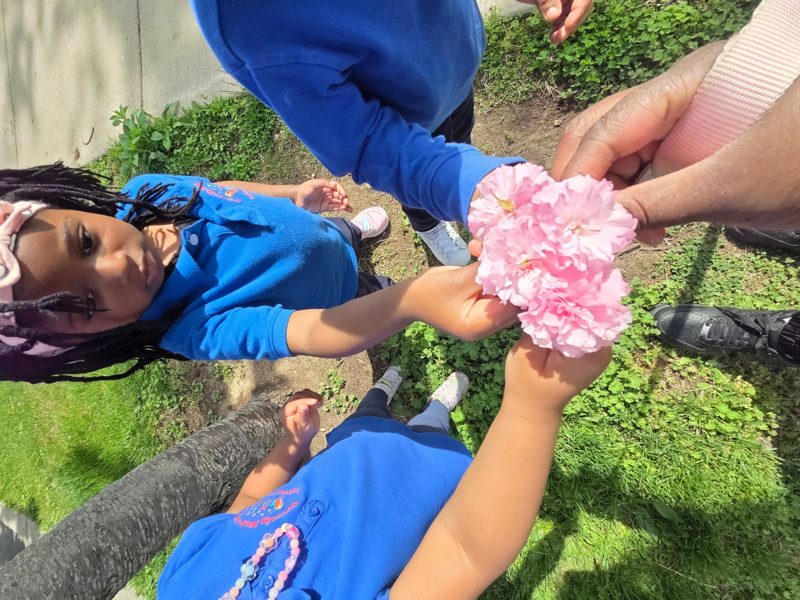 Child holding pink flower with two adults' hands, outdoors with green grass and plants, child wearing blue shirt, person in pink sleeve.