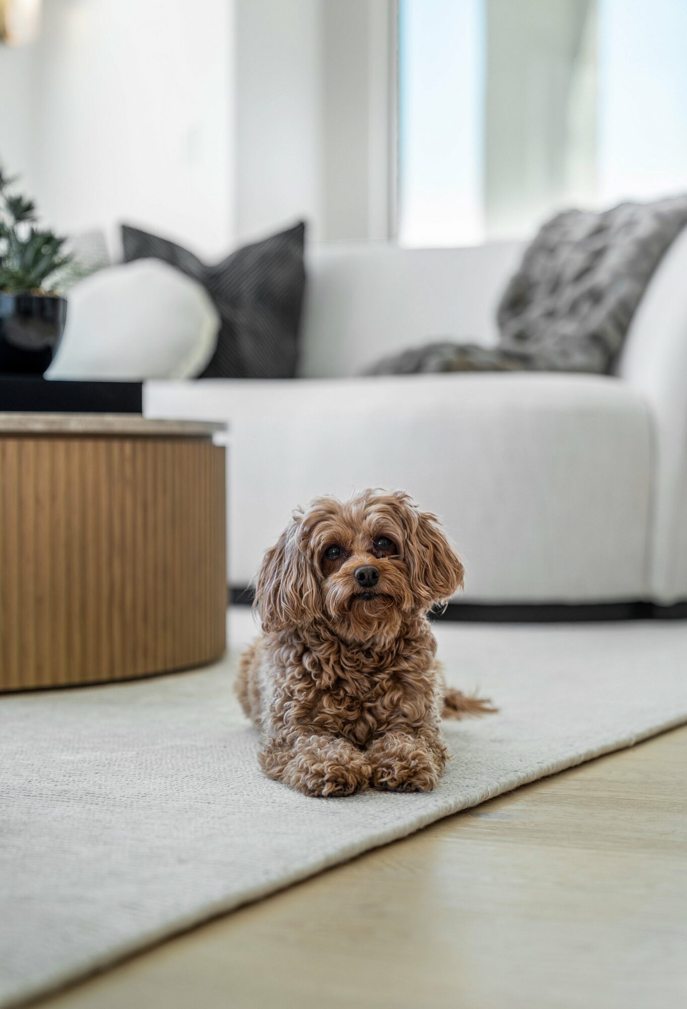Small curly-haired dog sitting on a light-colored rug in a living room with a white sofa and cushions in the background.