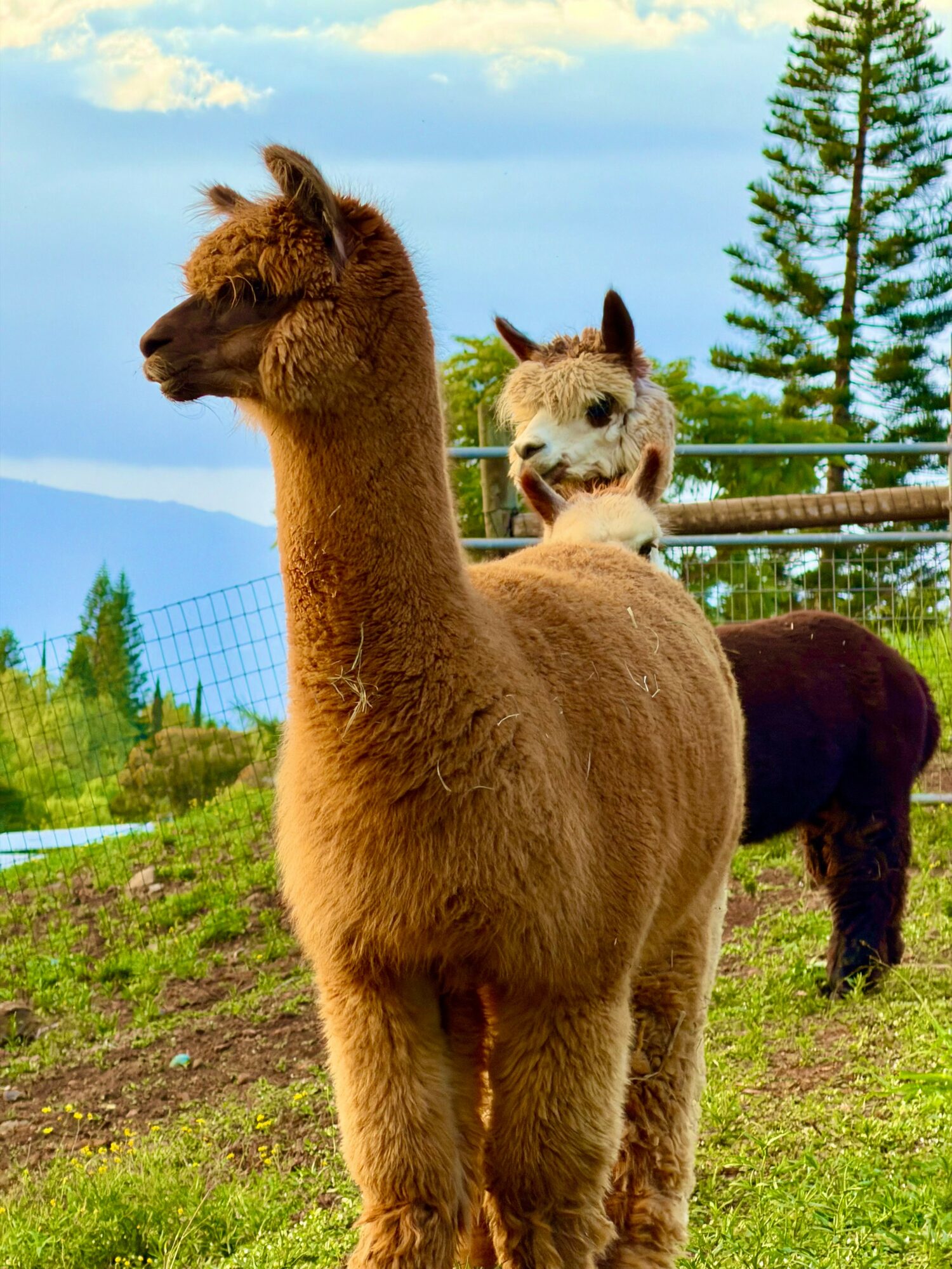 A brown alpaca standing outdoors with a white and brown alpaca behind it, trees and a fence in the background.