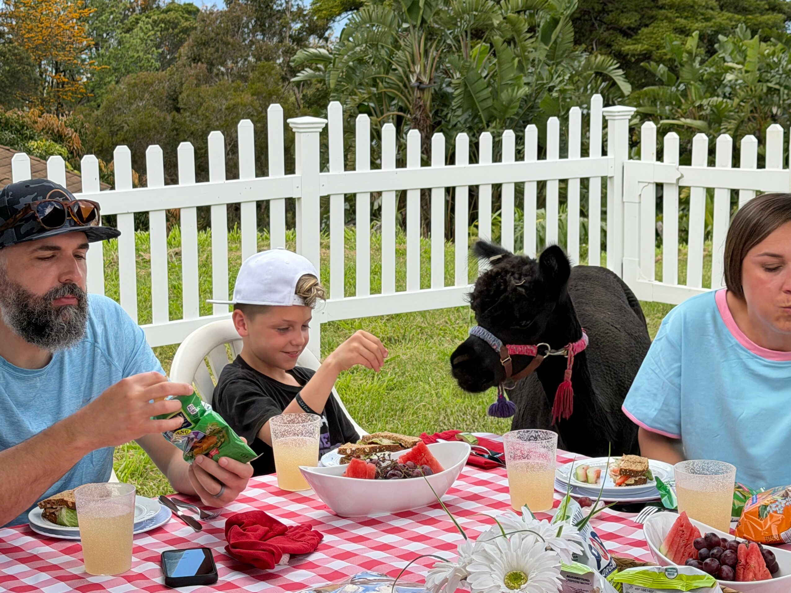 People and a small horse sitting at a table outdoors with food and drinks, white picket fence in background.