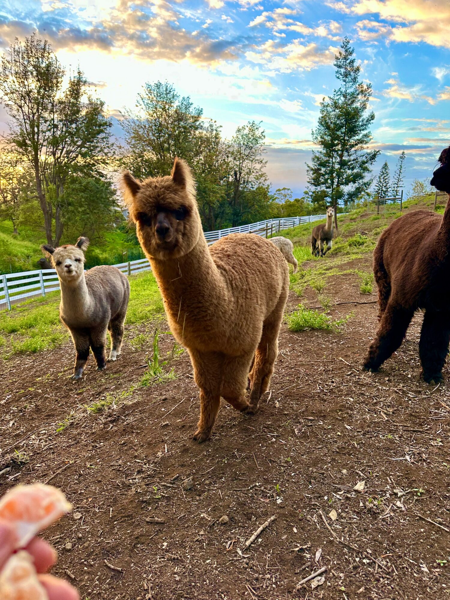 Alpacas and a sheep in a grassy field with trees and a fence, under a partly cloudy sky.