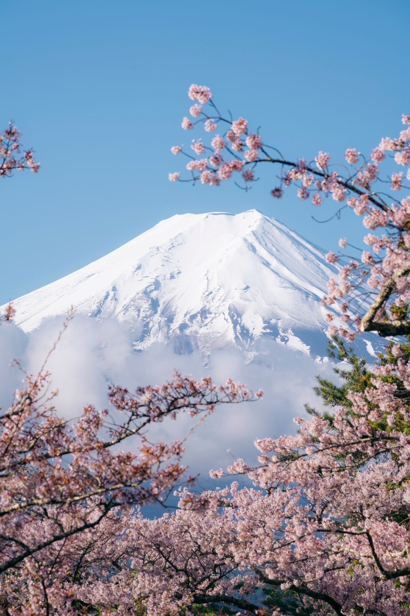 Snow-capped mountain with pink cherry blossoms in foreground against a clear blue sky.