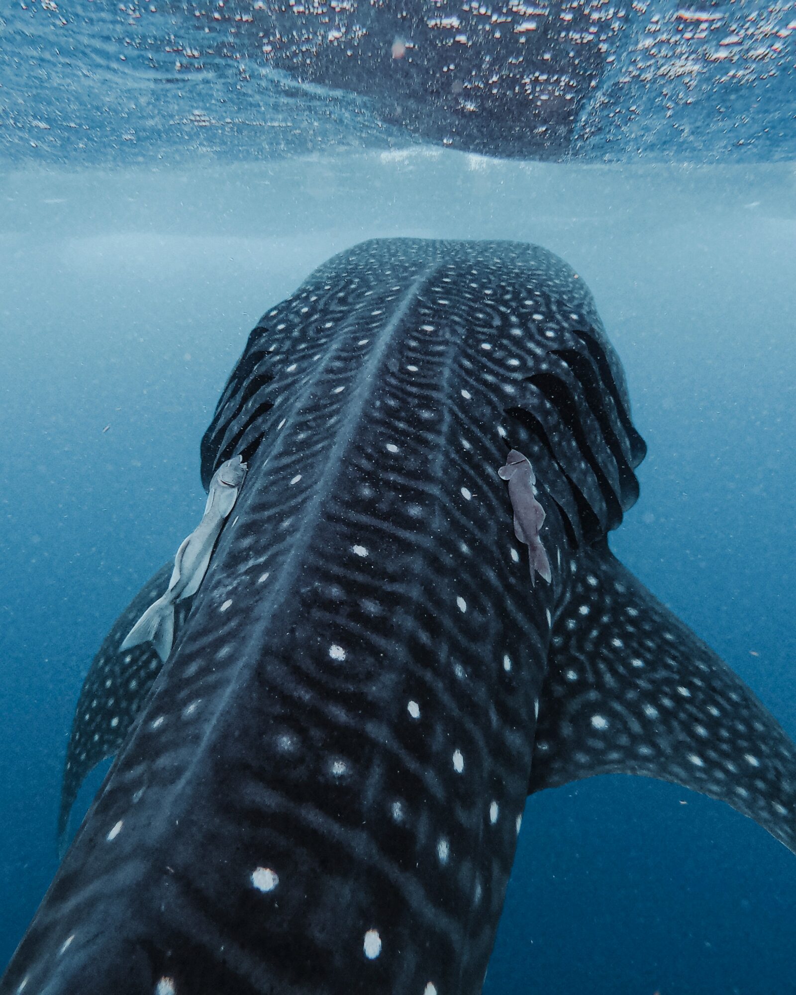 Whale shark swimming underwater, viewed from below, with water surface above, showing its patterned body and fins.