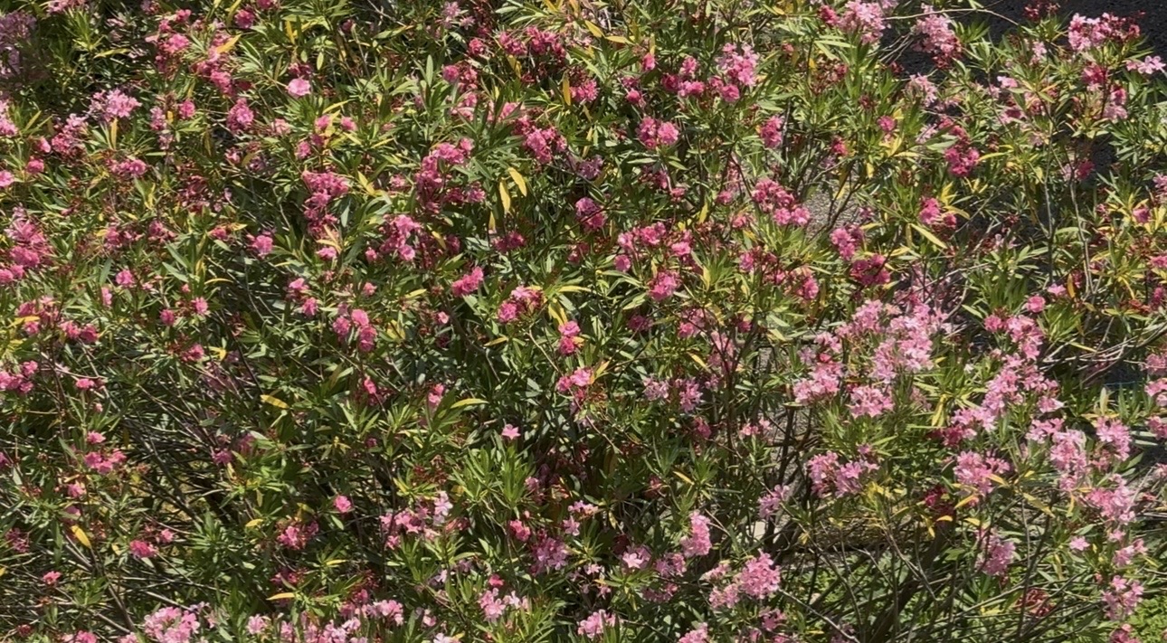 Bush with pink flowers and green leaves, densely covered with blossoms.