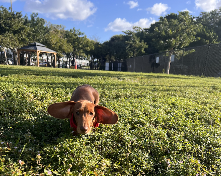 Dog lying on grass with trees, a gazebo, and a fence in the background under a blue sky with clouds.