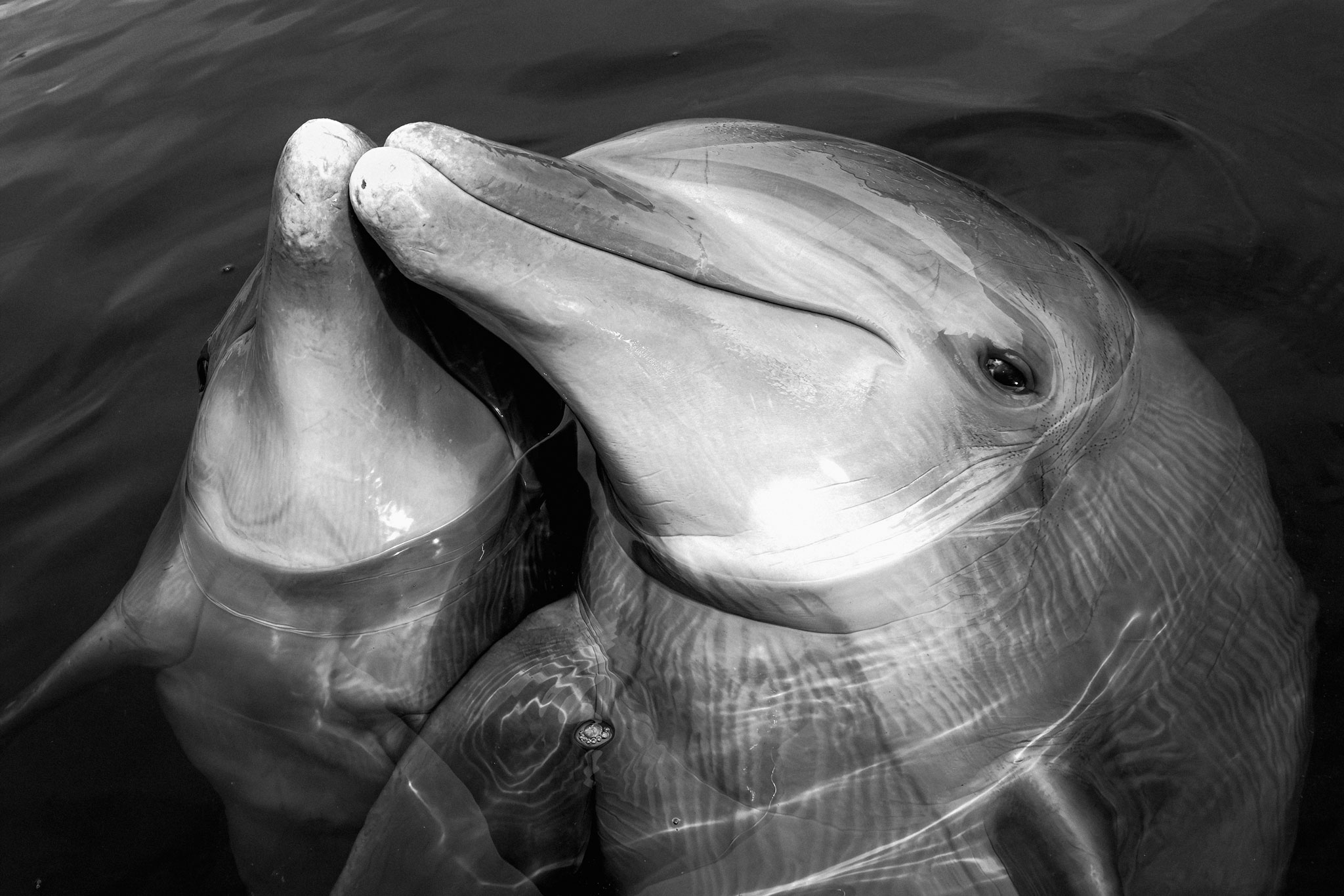 Two dolphins near the water surface, one with its head above the other, in black and white.