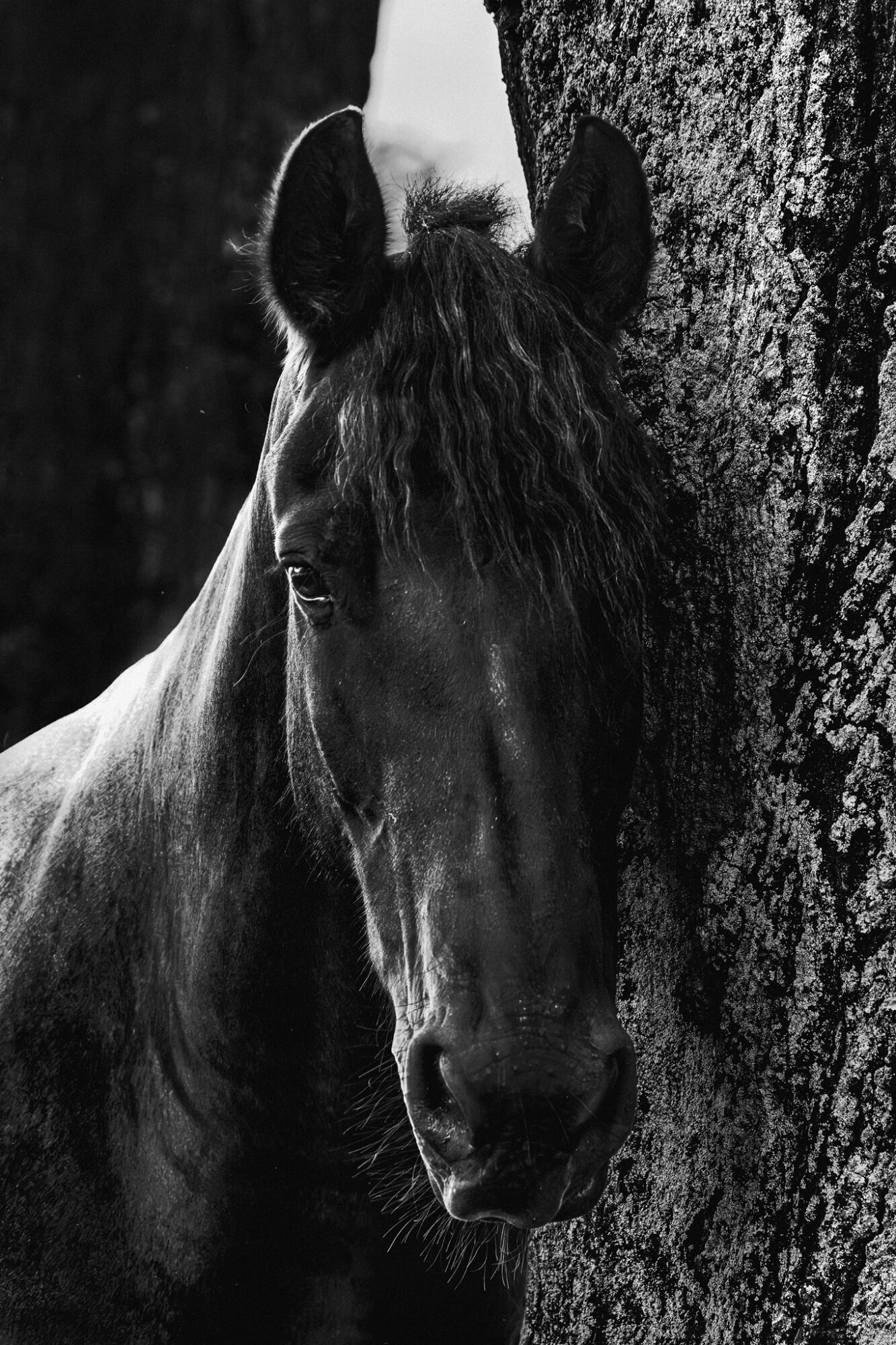 Close-up of a dark horse's head next to a tree trunk, with a black and white background.