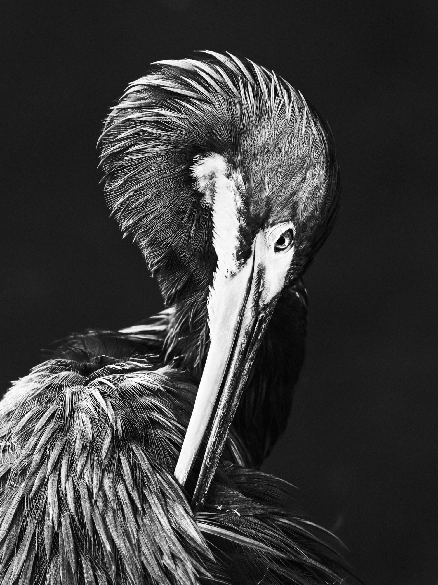 Close-up of a bird with a large crest, long beak, and detailed feathers, facing right against a dark background.