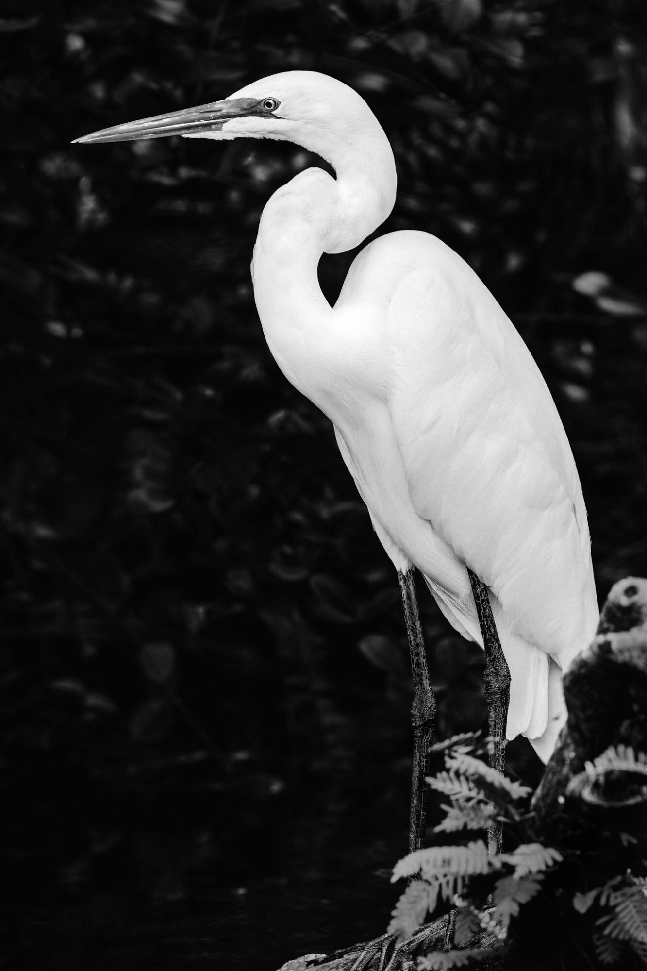 A white heron standing on a branch with dark foliage in the background.