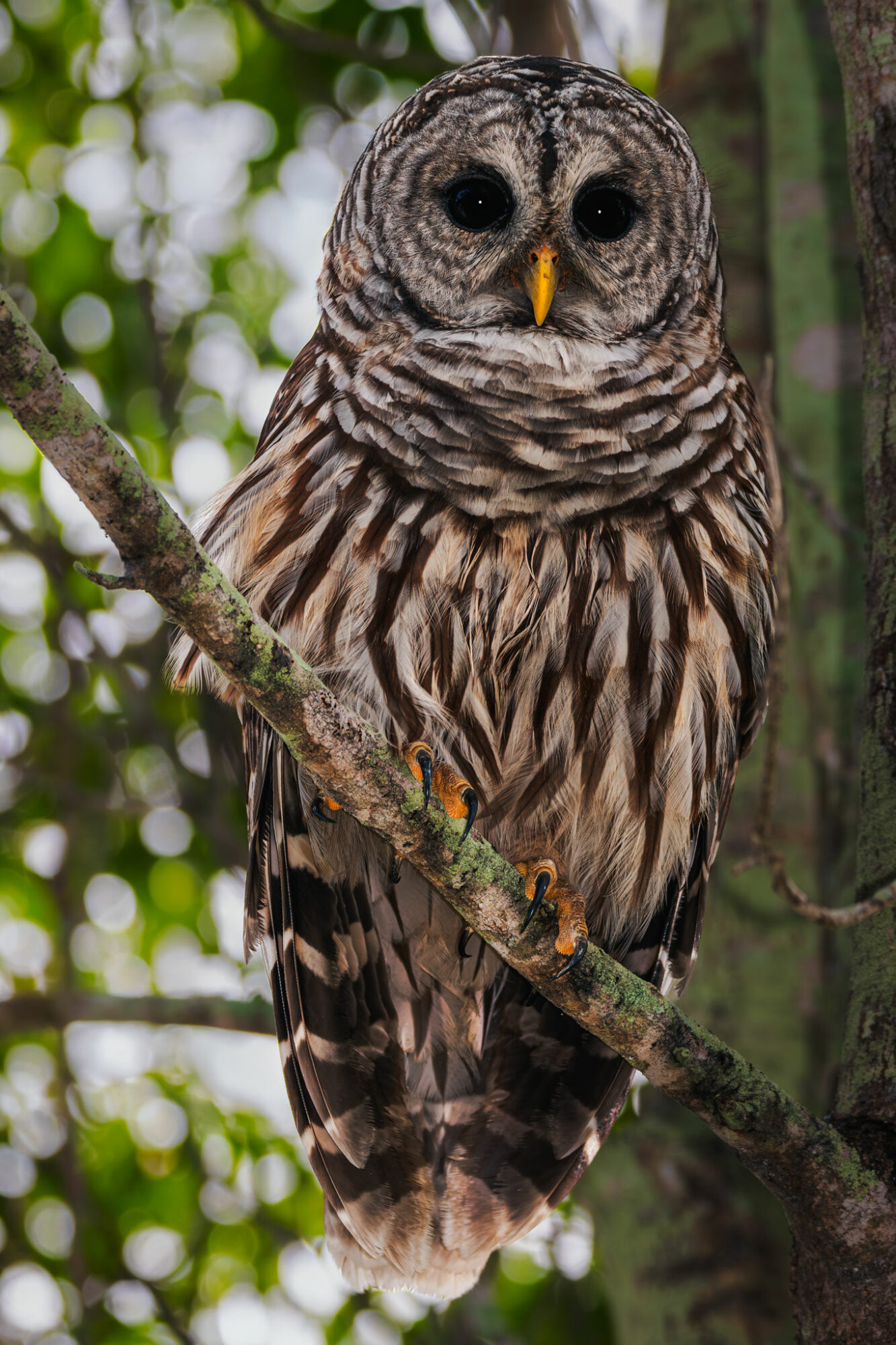 A detailed owl perched on a tree branch in a forest setting, with a background of green leaves and blurred foliage.