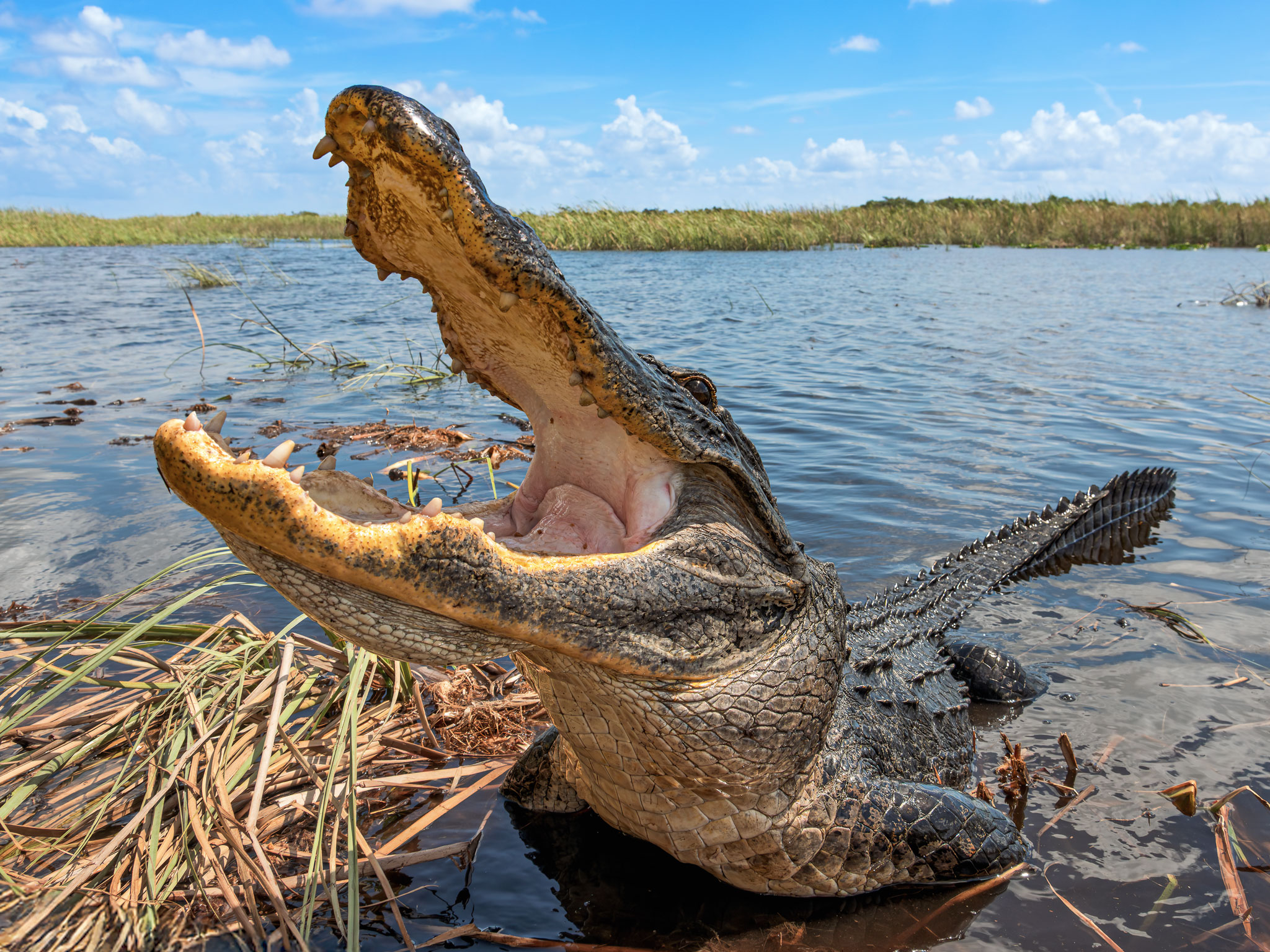 Crocodile with open mouth partially submerged in water near grassy shoreline, blue sky with clouds in background.