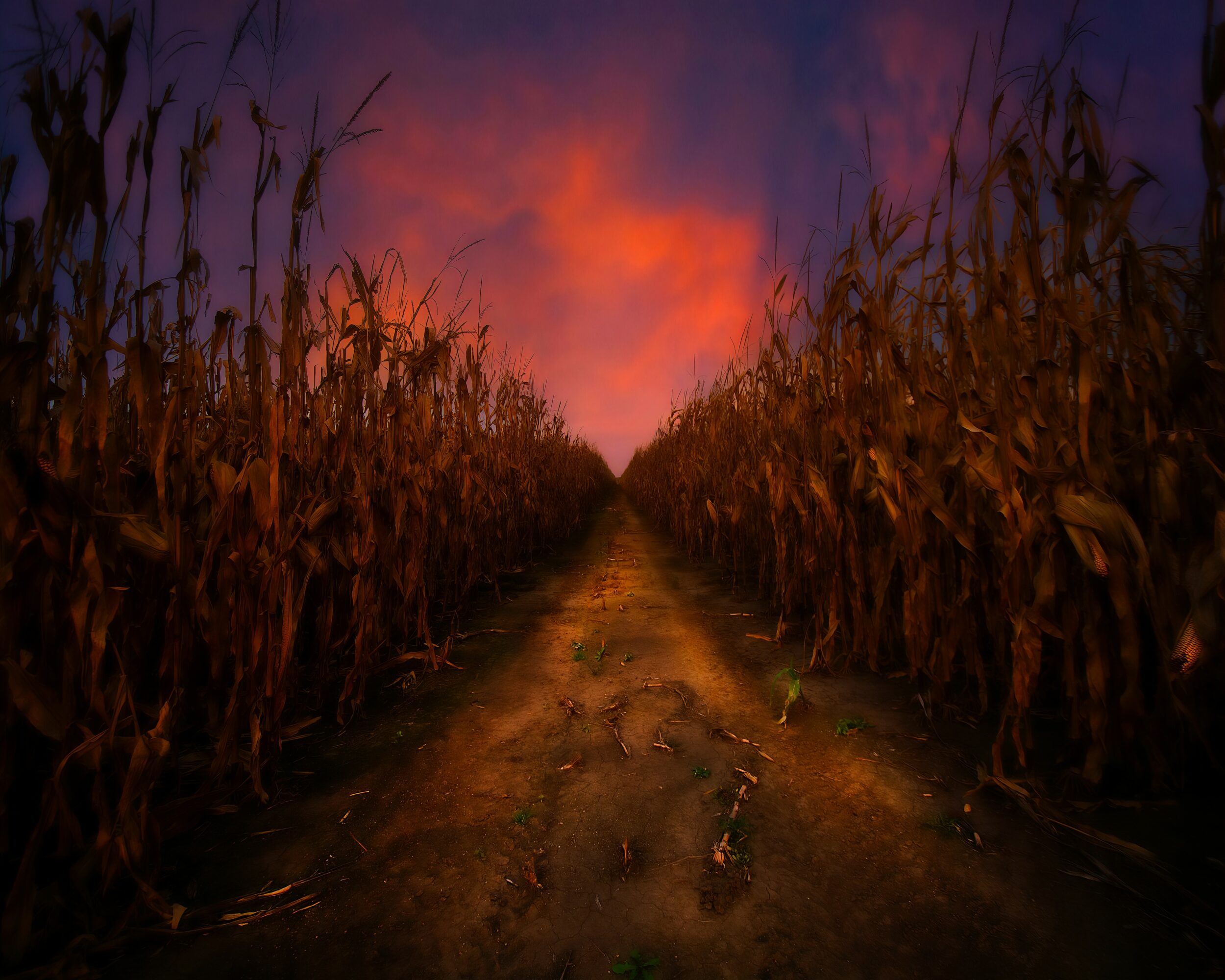 Dirt path between tall, dry plants under a colorful sunset sky with pink and purple clouds.
