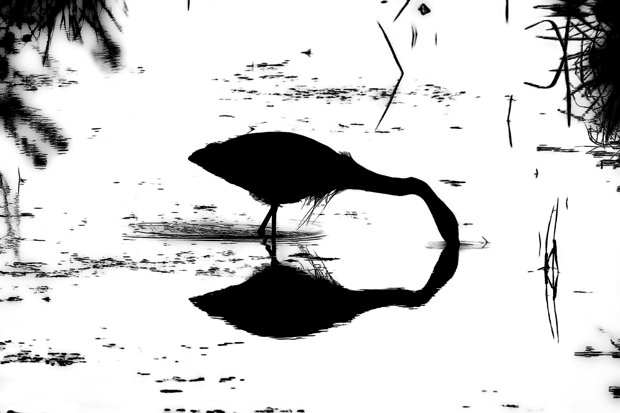 A bird standing in water with its reflection visible, surrounded by reeds and plants, in black and white.