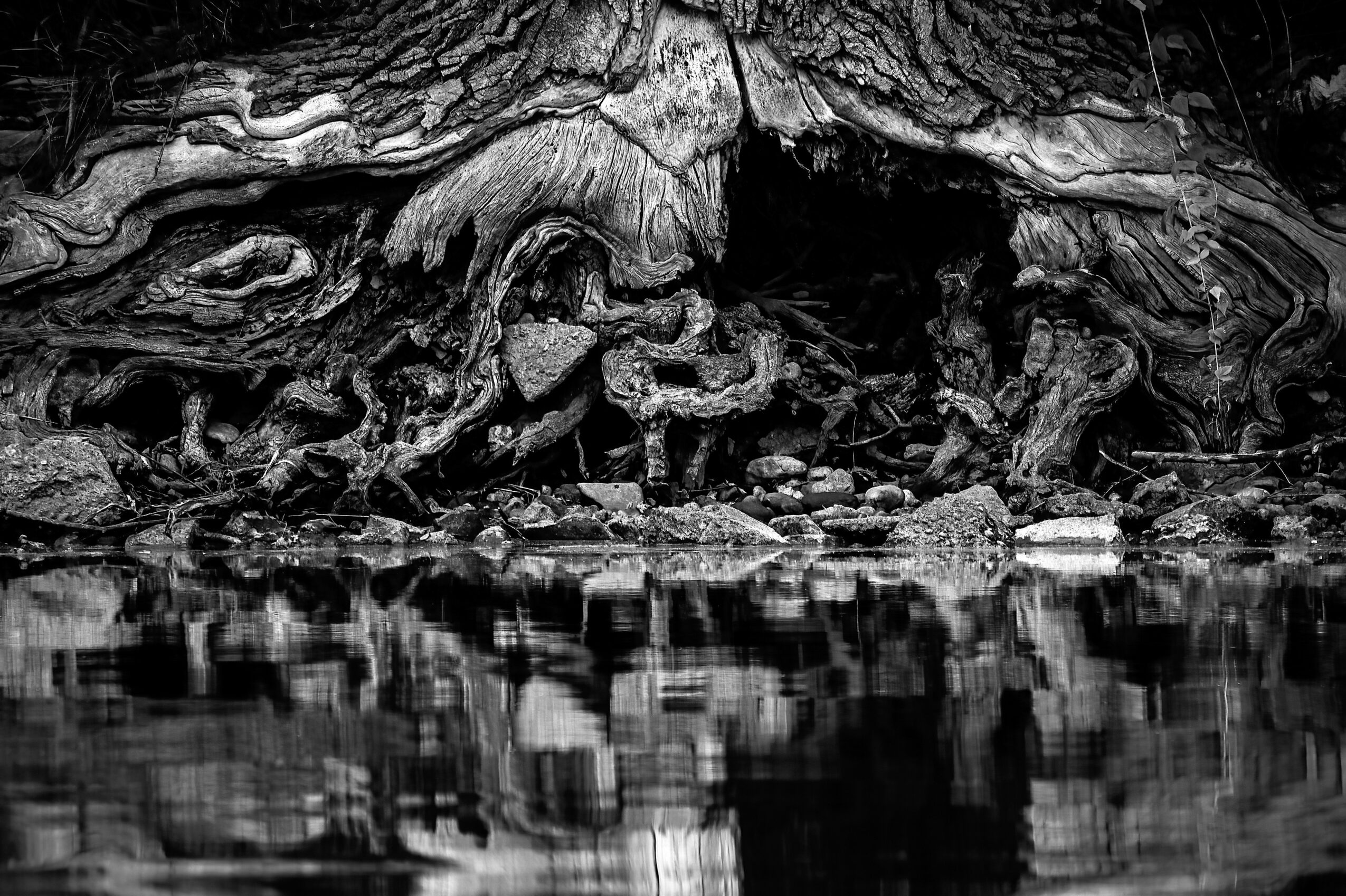 A black and white image of a large, textured tree root system near water, with reflections on the surface.