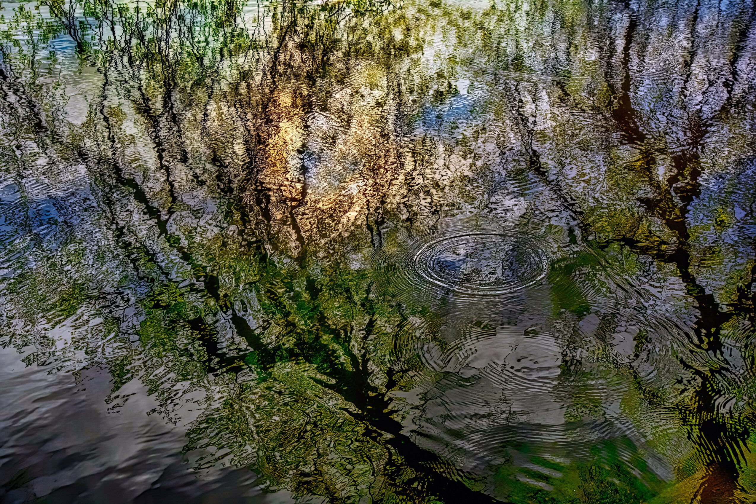 Reflections of trees and sky on water surface with ripples, showing branches and leaves.
