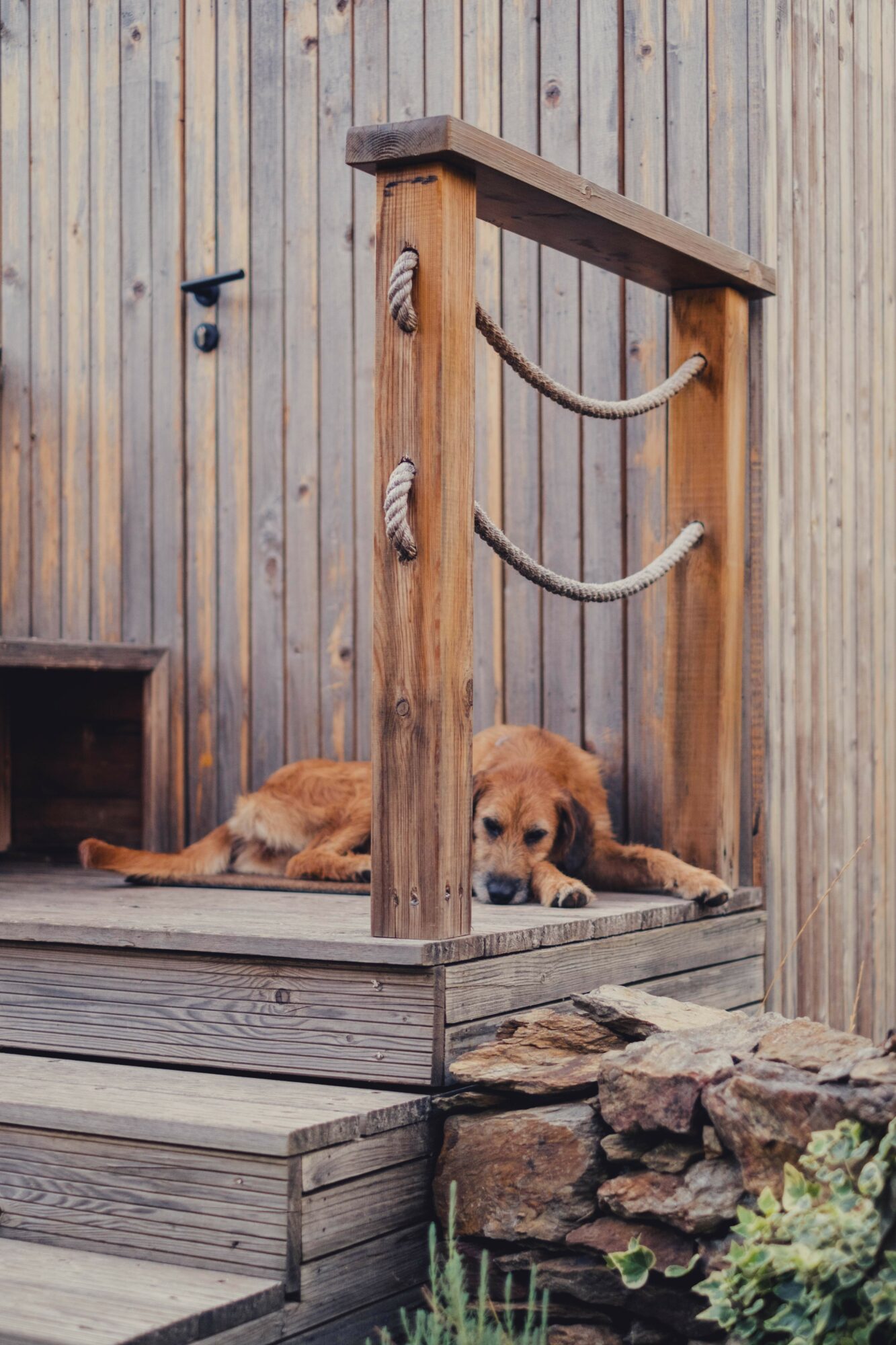 Two puppies rest on a wooden deck beneath a wooden structure with ropes, against a vertical wooden fence background.